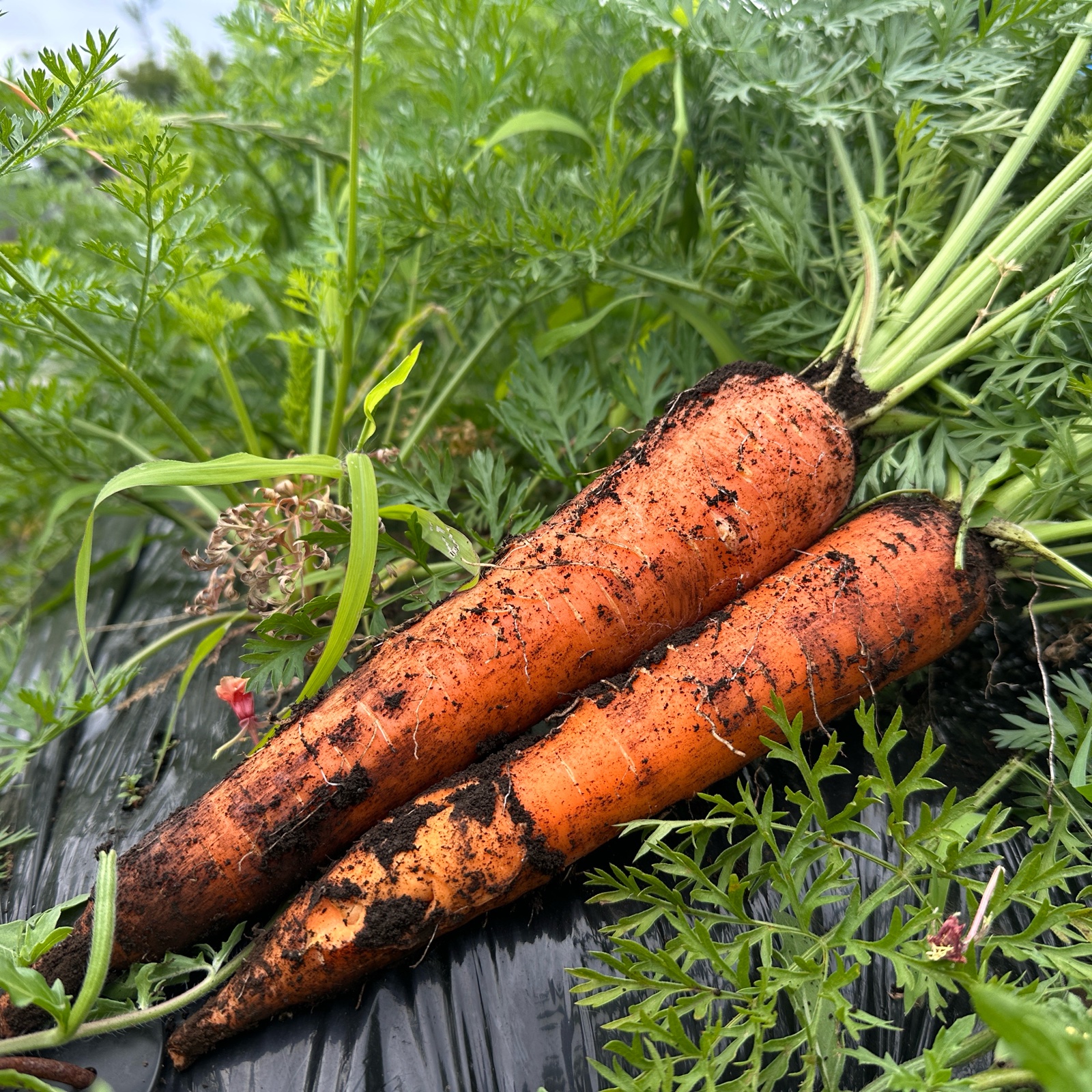 無肥料無農薬固定種ロデリカ5キロ ｜ 野菜/人参 産直アウル 農家・漁師
