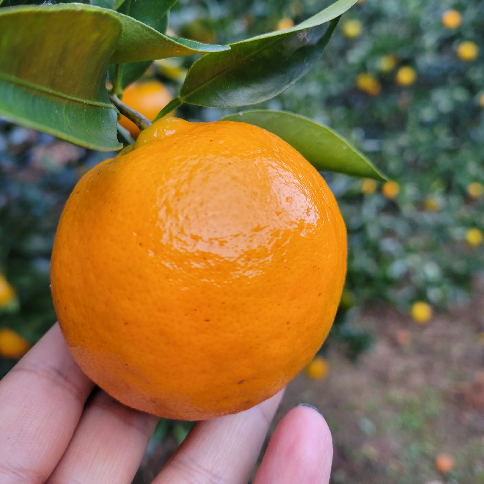 贈答用】屋久島名産ぽんかん5キロ | 果物/オレンジ・その他みかん 産直