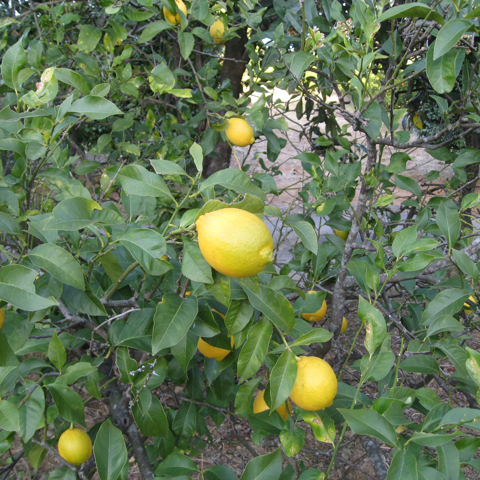 2022年新物2キロ訳あり無農薬高知県産レモン | 果物/香酸柑橘(ライム