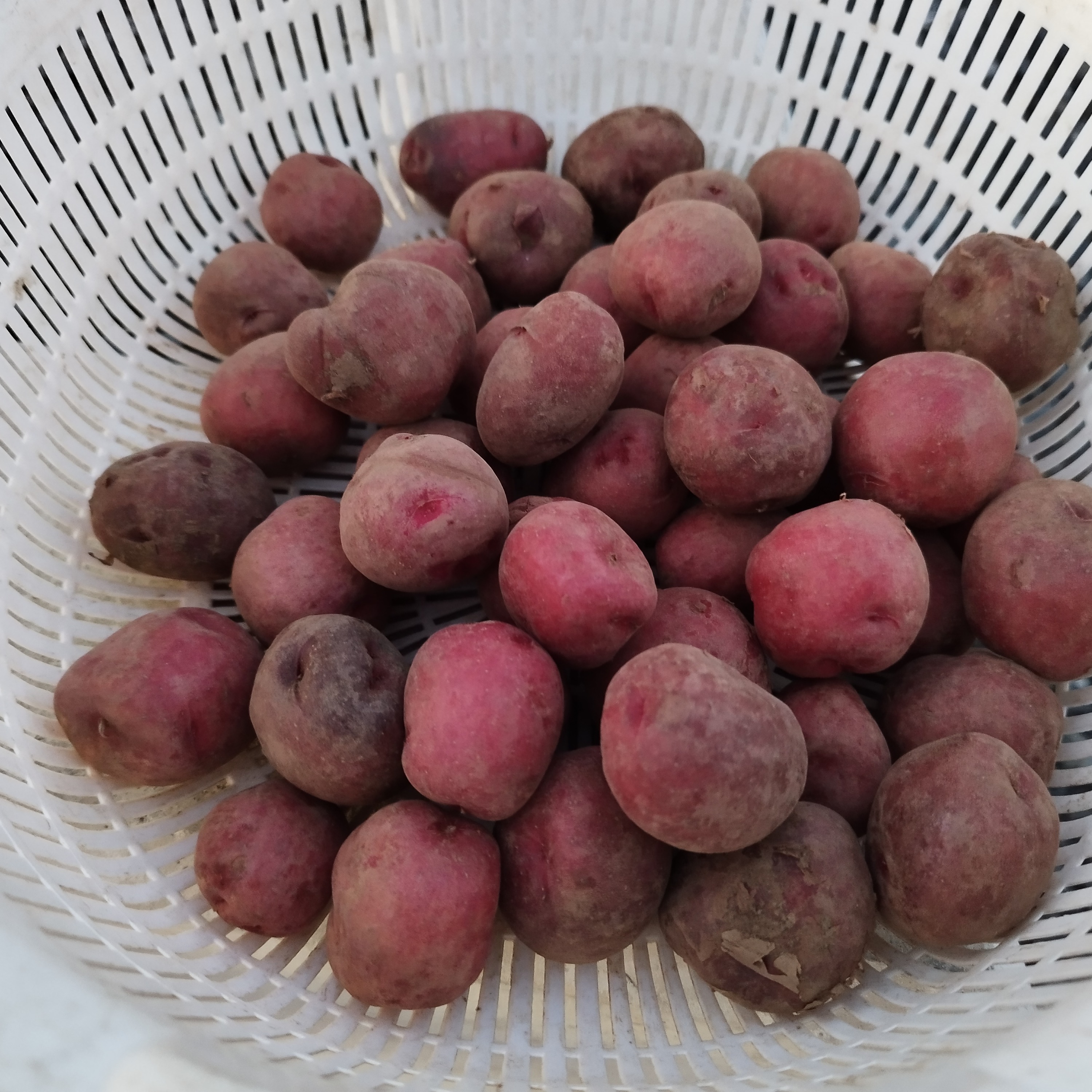 農薬・化学肥料不使用「アンデスレッド」1kg SSサイズ ｜ 野菜