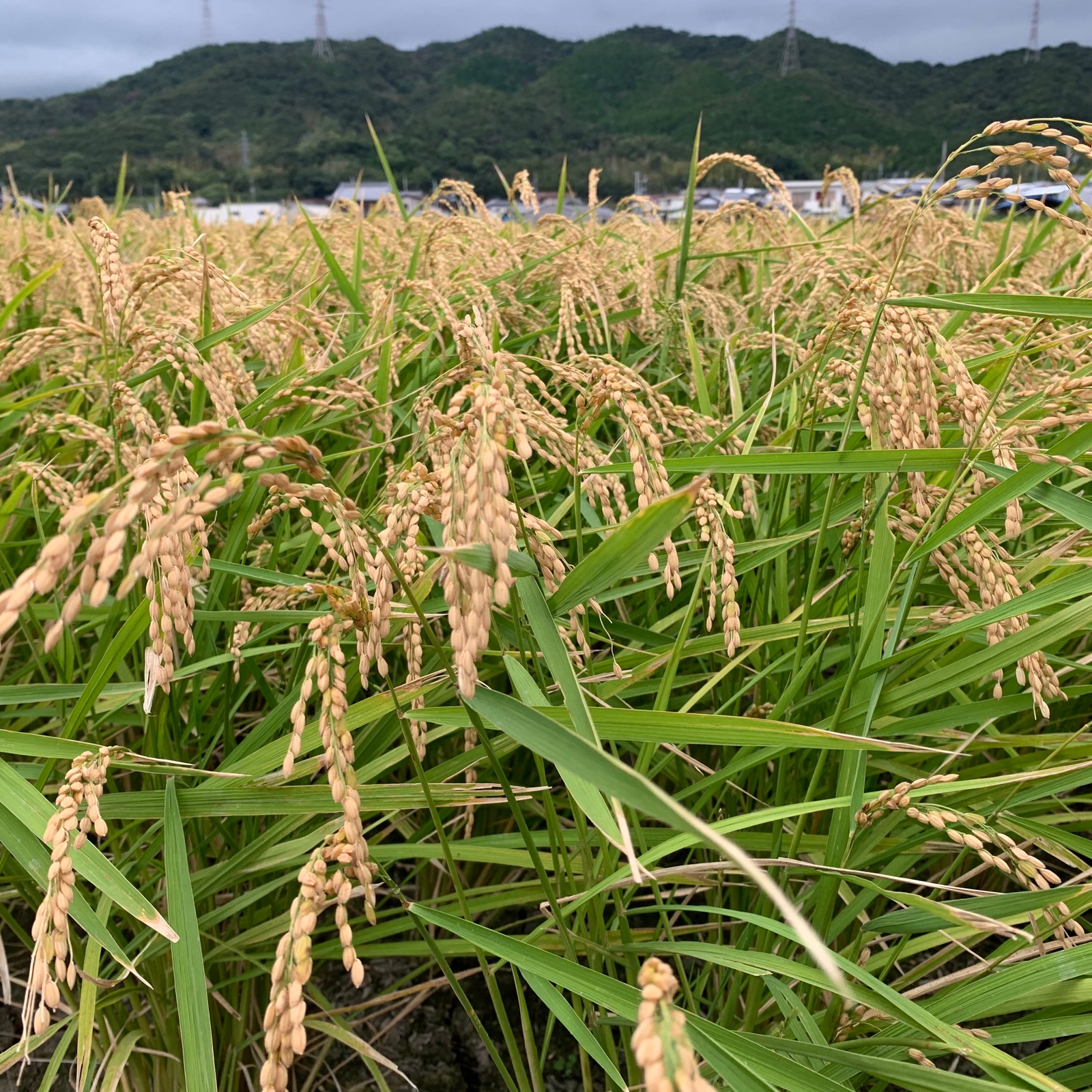 満点の 送料込み 完全無農薬栽培 自然農法 兵庫県三田産 コシヒカリ 20kg - 米