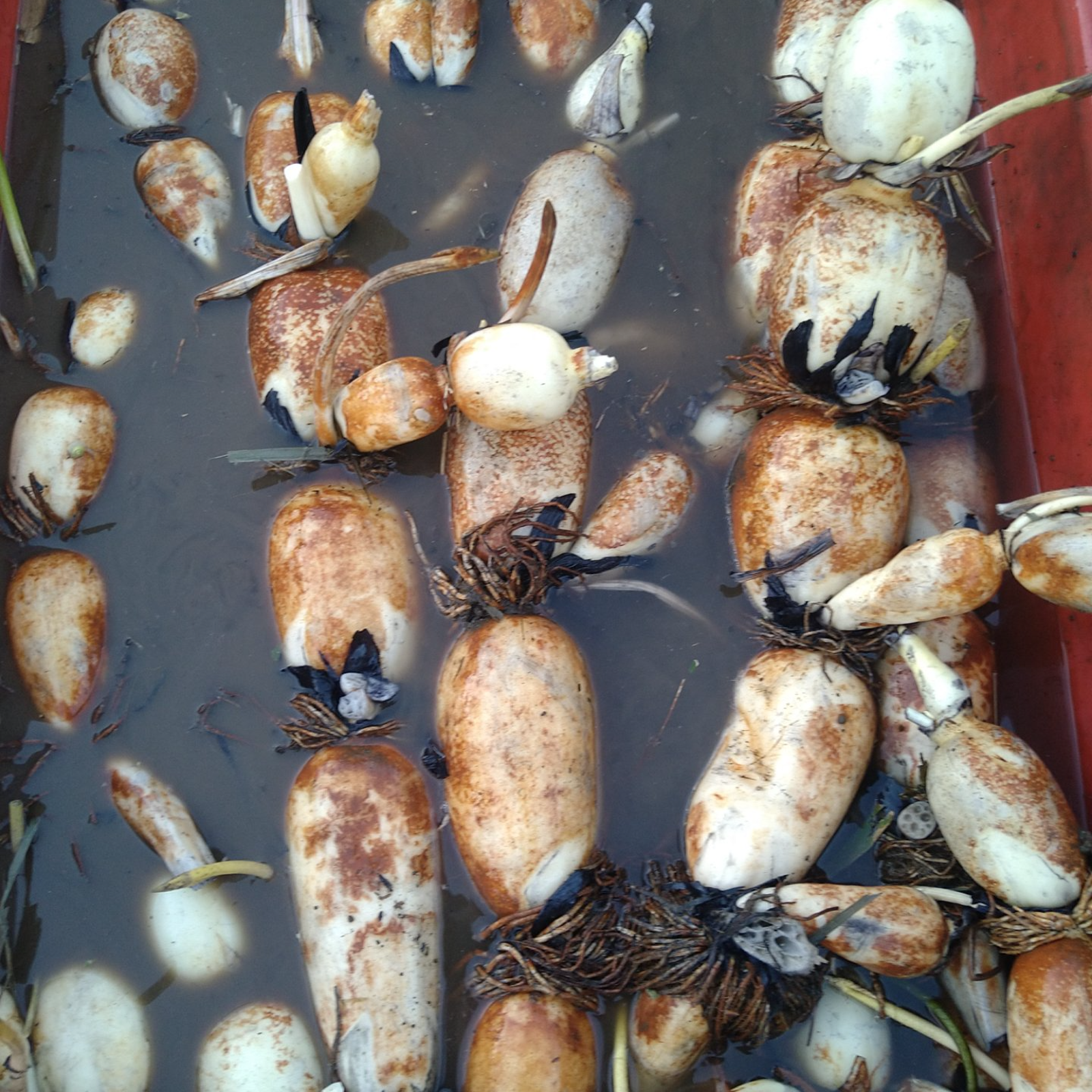 れんこん 4キロ 茶色レンコン 蓮根 クール発送 | 野菜/蓮根 産直アウル