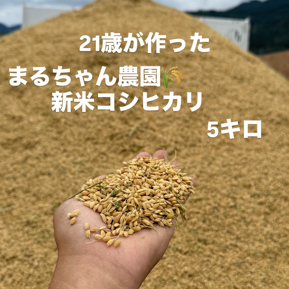 まるちゃん農園🌾21歳が作る長野県産コシヒカリ新米！5キロ ｜ 米