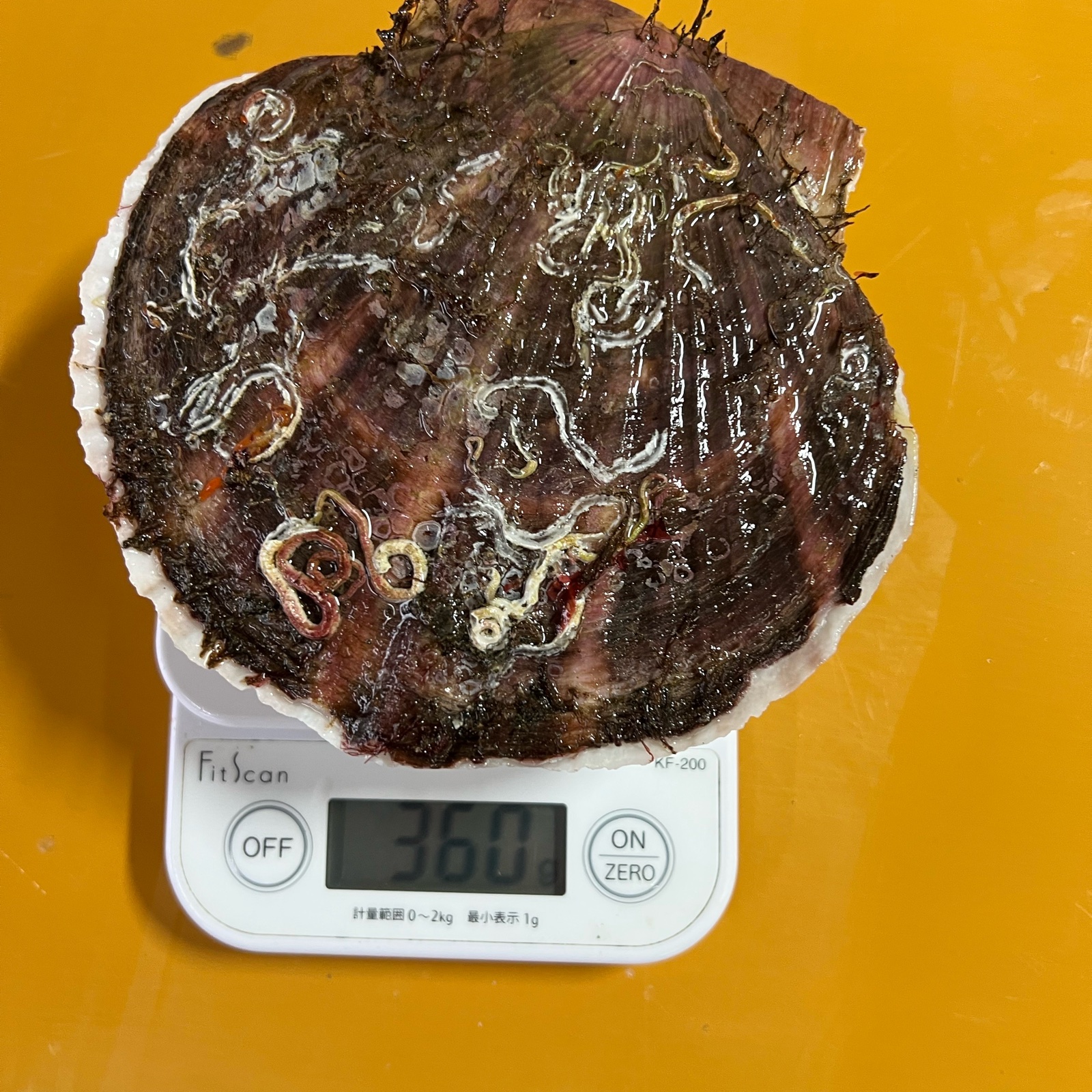 北海道の方限定です！野付産特大ホタテ10キロ ｜ 魚介類/ホタテ 産直