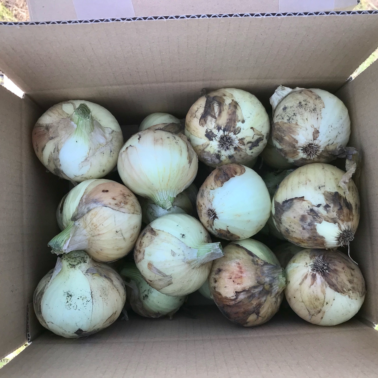 ファミリー農美家畑産地直送便（鹿児島県・垂水市）｜生産者詳細｜産直