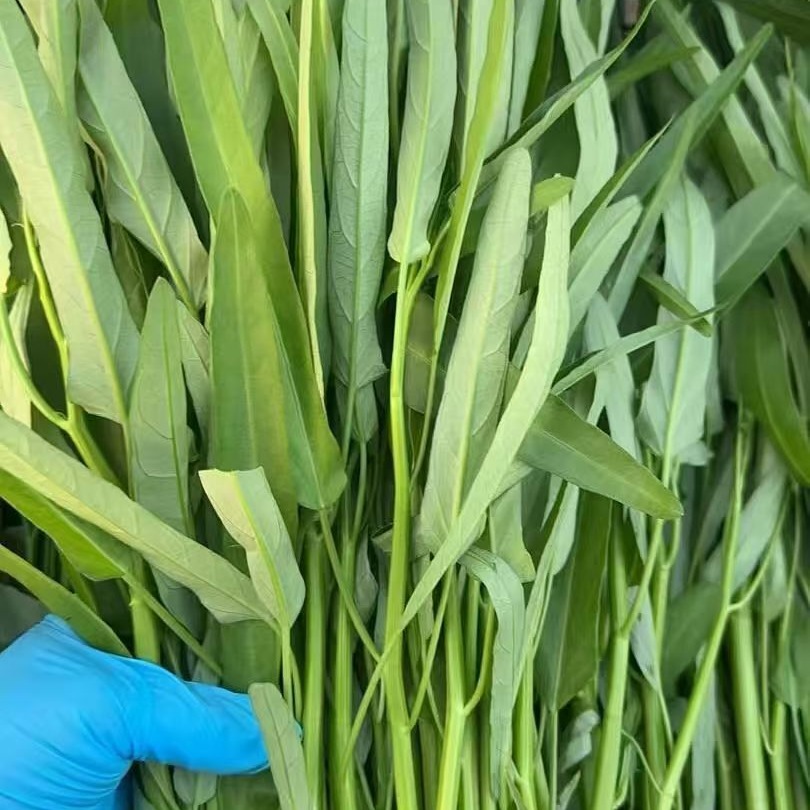 【水耕栽培】夏限定！シャキシャキ空心菜（エンサイ）2kg (250g*8) 水耕栽培】夏限定 シャキシャキ空心菜 エンサイ 2kg(250g*8) ｜ 野菜