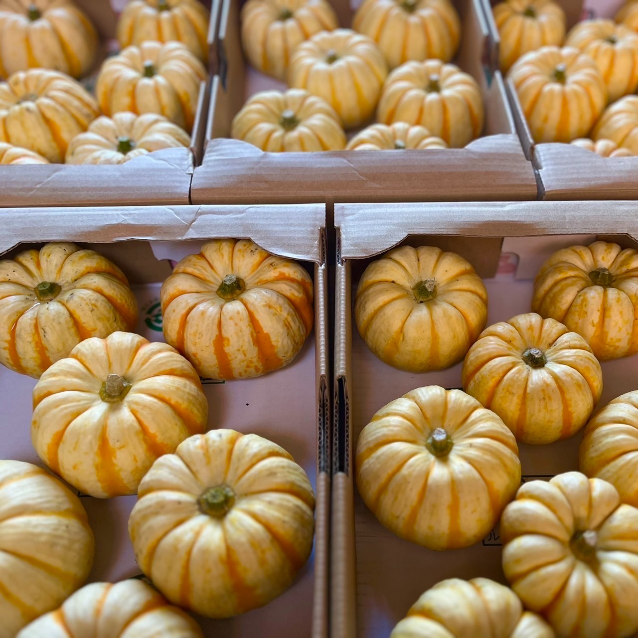 ハロウィン用　ミニカボチャ(プッチーニ)#1 56個 ハロウィン用 ミニカボチャ(プッチーニ)#1 56個