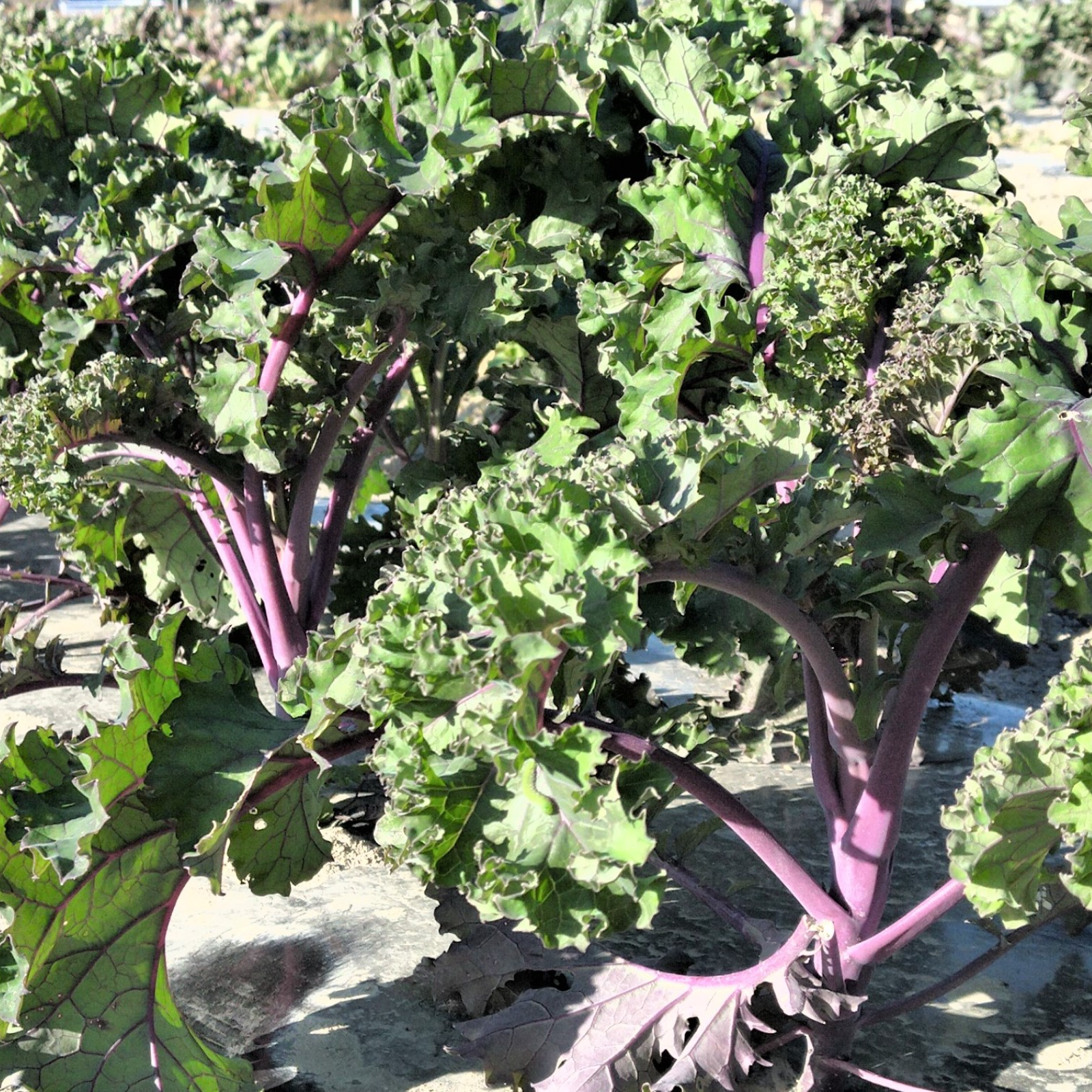 カーリーケールレッド農薬不使用栽培【おすすめ商品】 | 野菜/野菜