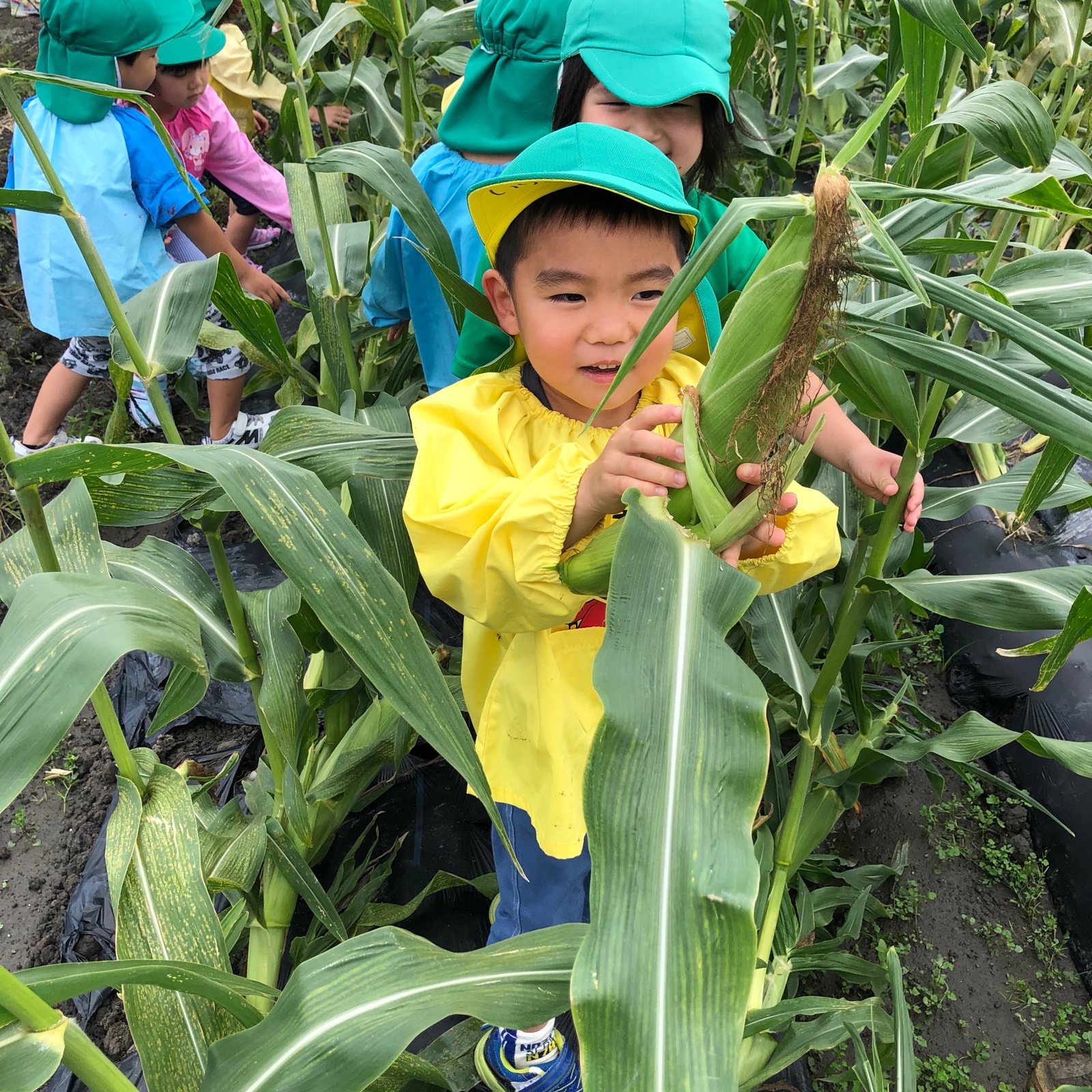 入江農園のスイートコーン | 野菜/とうもろこし 産直アウル 農家から