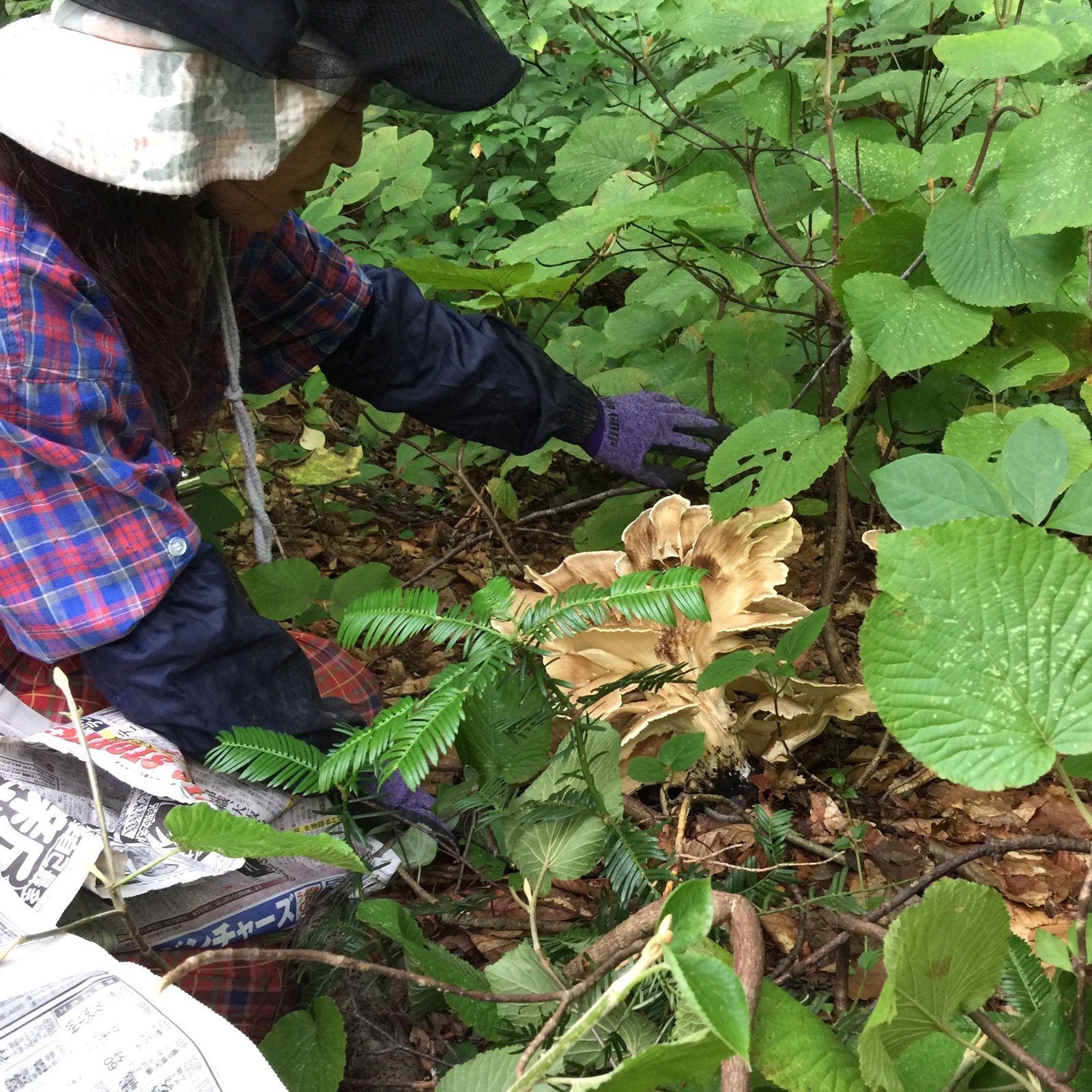 鳥海山産 天然トンビマイタケ乾燥 300グラム入り | 野菜/きのこ 産直