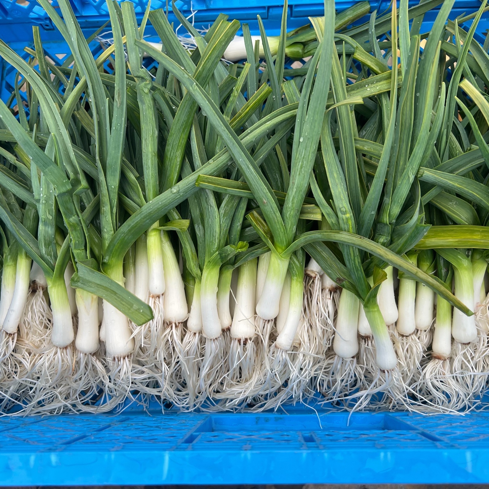 高知県産葉にんにく　葉ニンニク　野菜　産地直送5kg odjw 高知県産葉にんにく 葉ニンニク 野菜 産地直送1kg wmgt｜Yahoo!フリマ