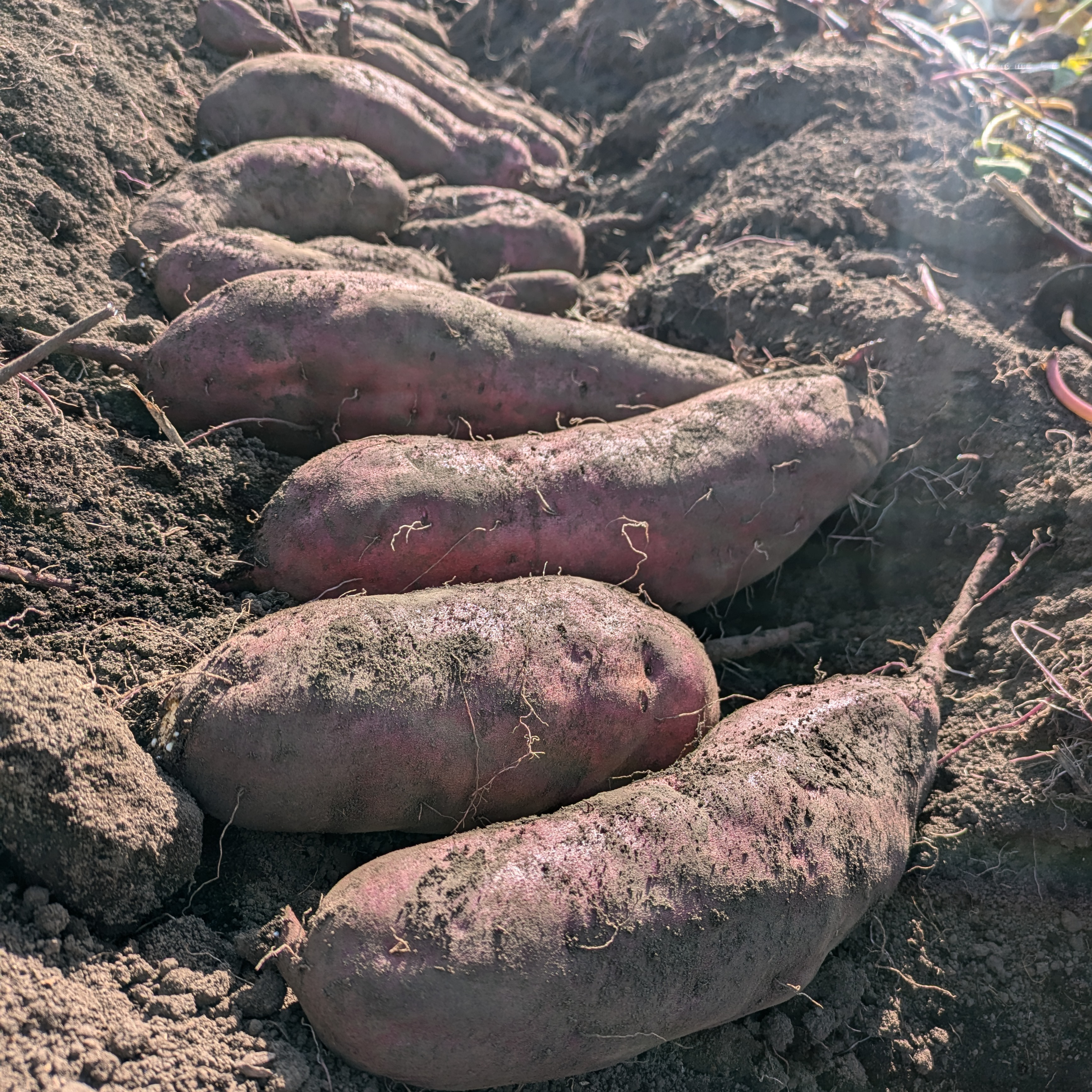 シルクスイート 20kg(箱込) S(約100g～200g) 茨城県産 さつまいも 甘熟蜜いも シルクスイート 紅はるか等 10kg サイズ