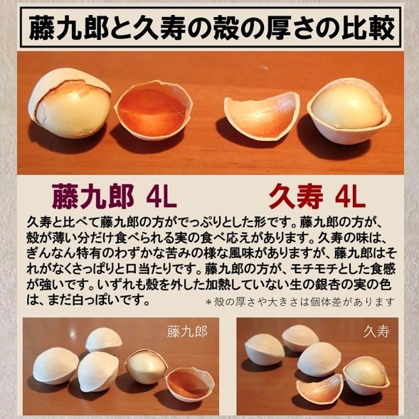 2026年新物！ 愛知県 祖父江産 久寿 銀杏 ぎんなん 4L 10kg ☆秋の味覚