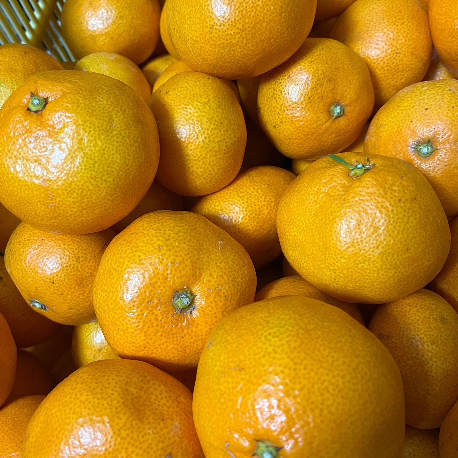 宮川早生みかん 10kg(箱込) | 果物/温州みかん 産直アウル 農家から