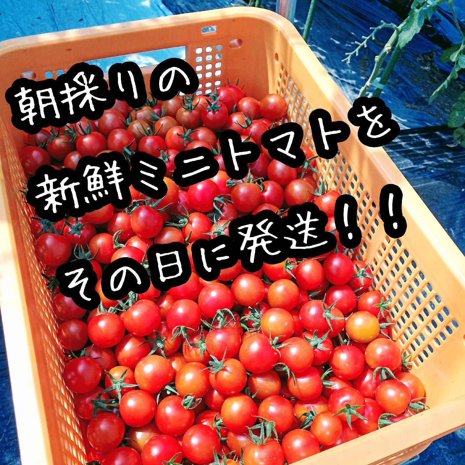 青森県産☆ミニトマトお知らせ 濃厚薄皮】8/10発送分 青森県産 ミニトマト 予約商品 ｜ 野菜/トマト