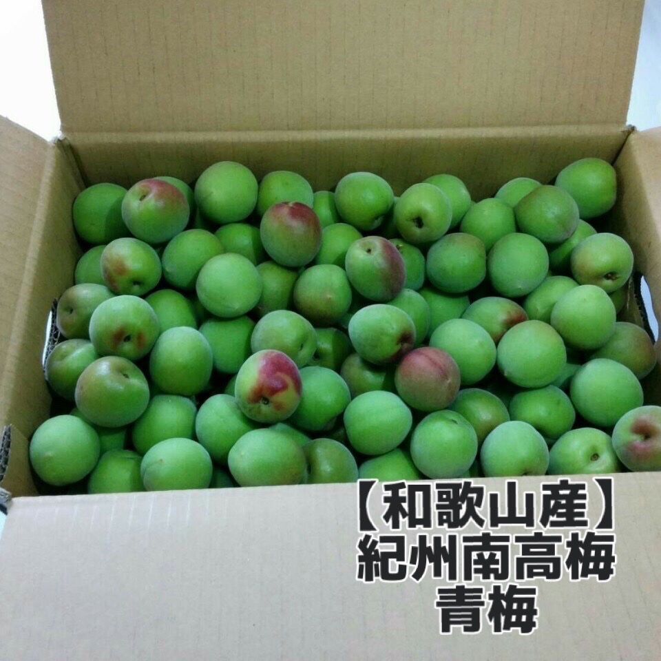 家庭用】南高梅 大粒 5kg 青梅/完熟梅 ｜ 果物/青梅 産直アウル 農家