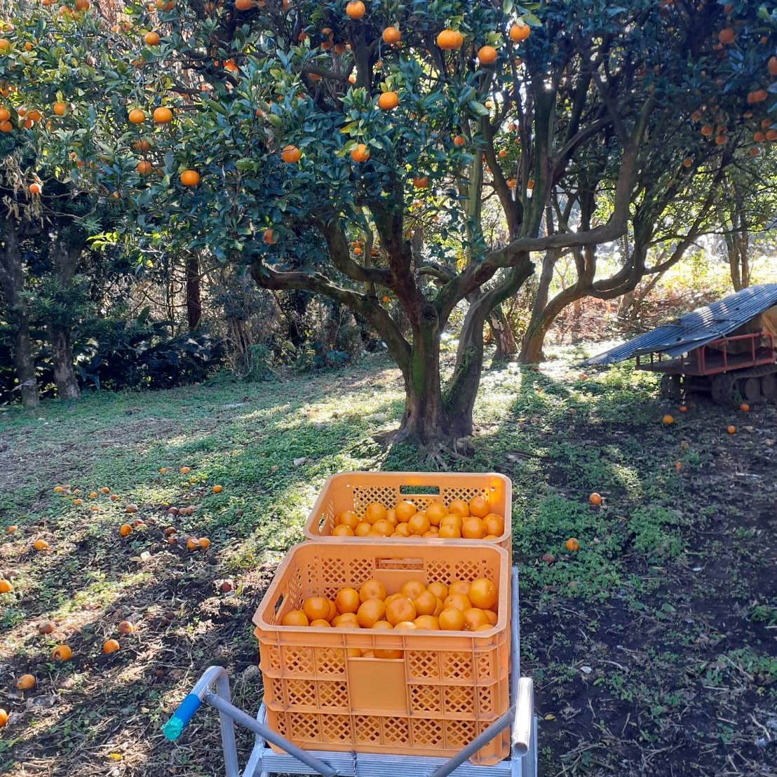 鹿児島県産「訳あり小さいポンカン」箱込み10kg | 果物/オレンジ
