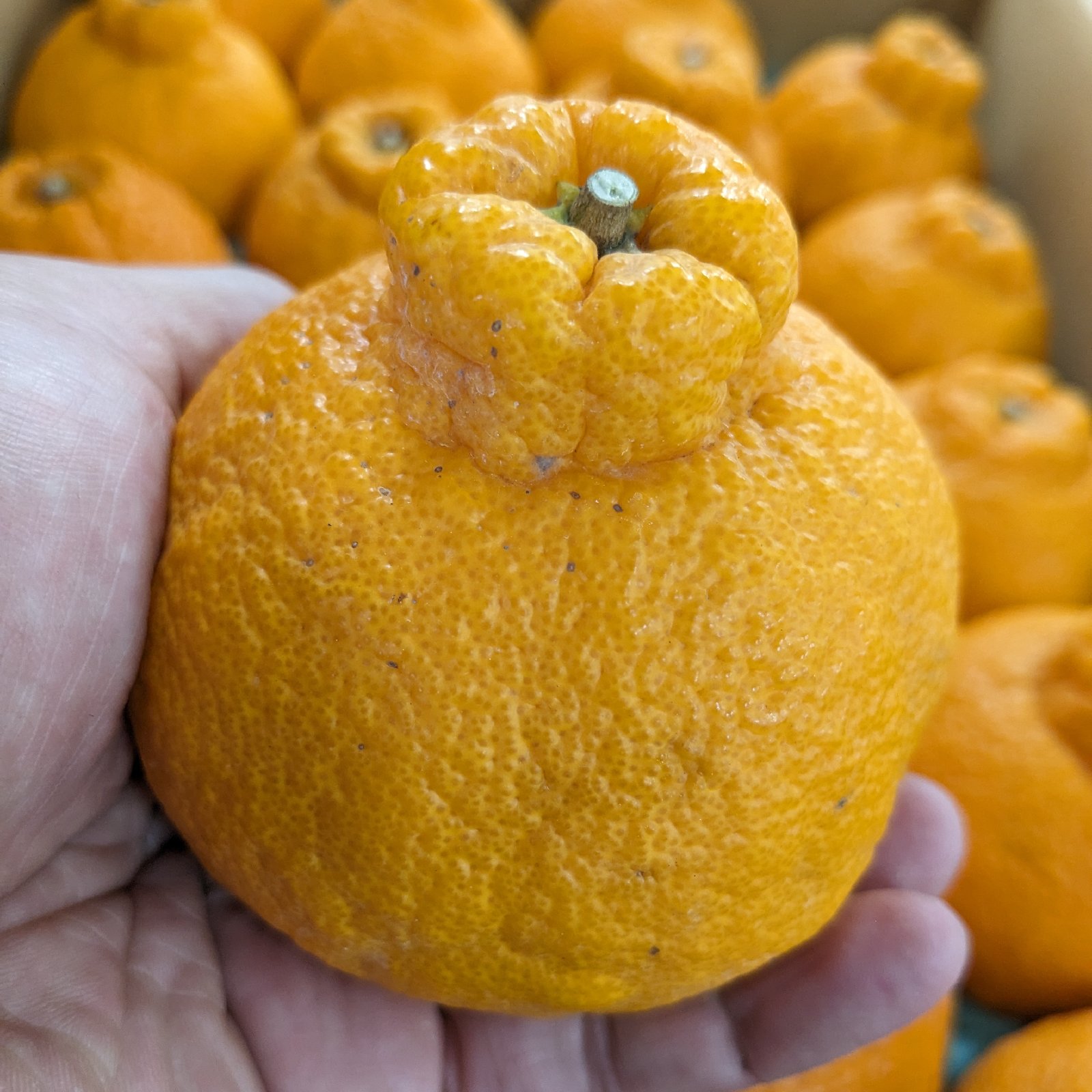 不知火 5キロ箱 （15玉）デコポンと同じ品質 みかん 柑橘 デコポン