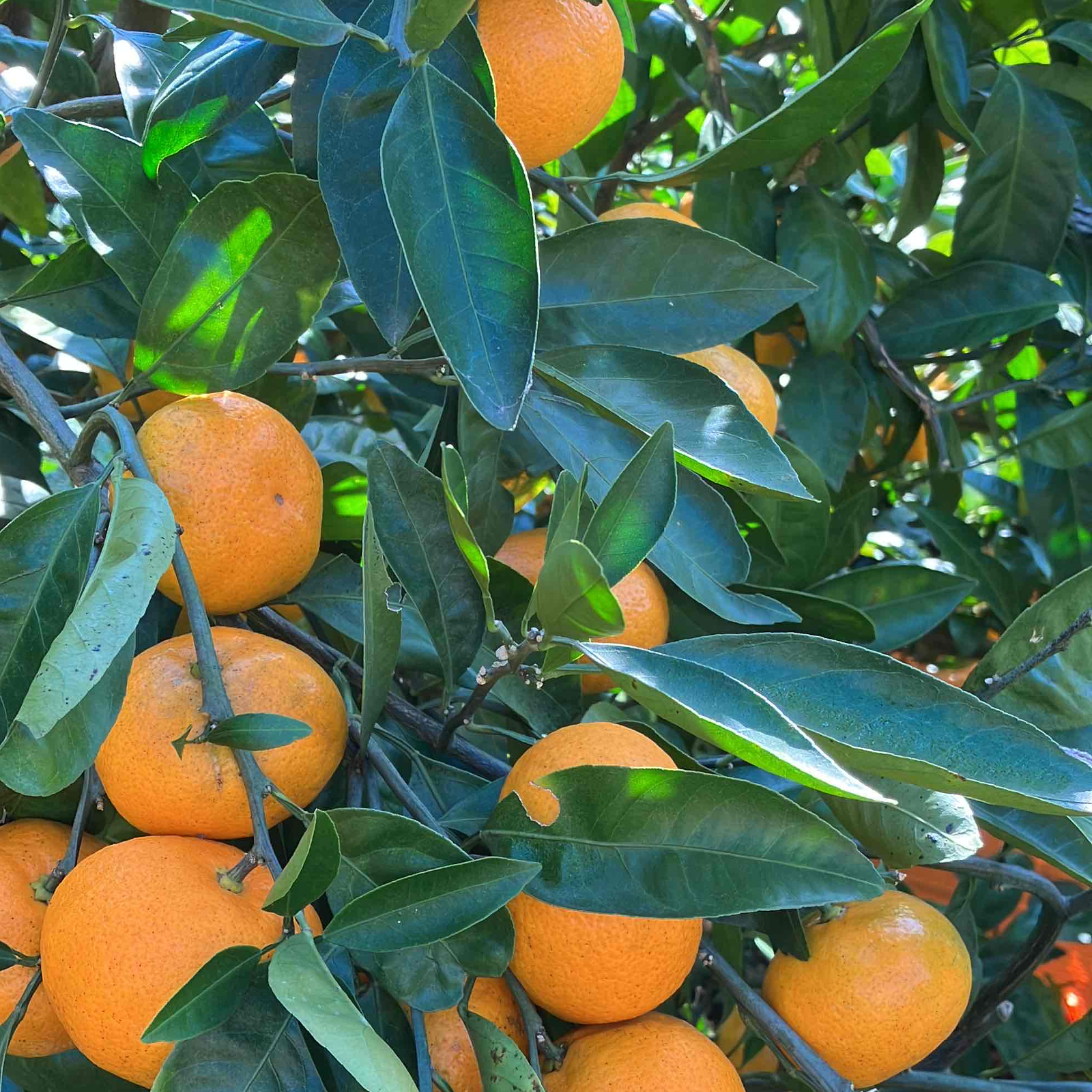 【ꕤ437】はるか『ご家庭用』熊本みかん（20kg） ꕤ437】はるか『ご家庭用』熊本みかん（20kg） 【ꕤ437】はるか『ご