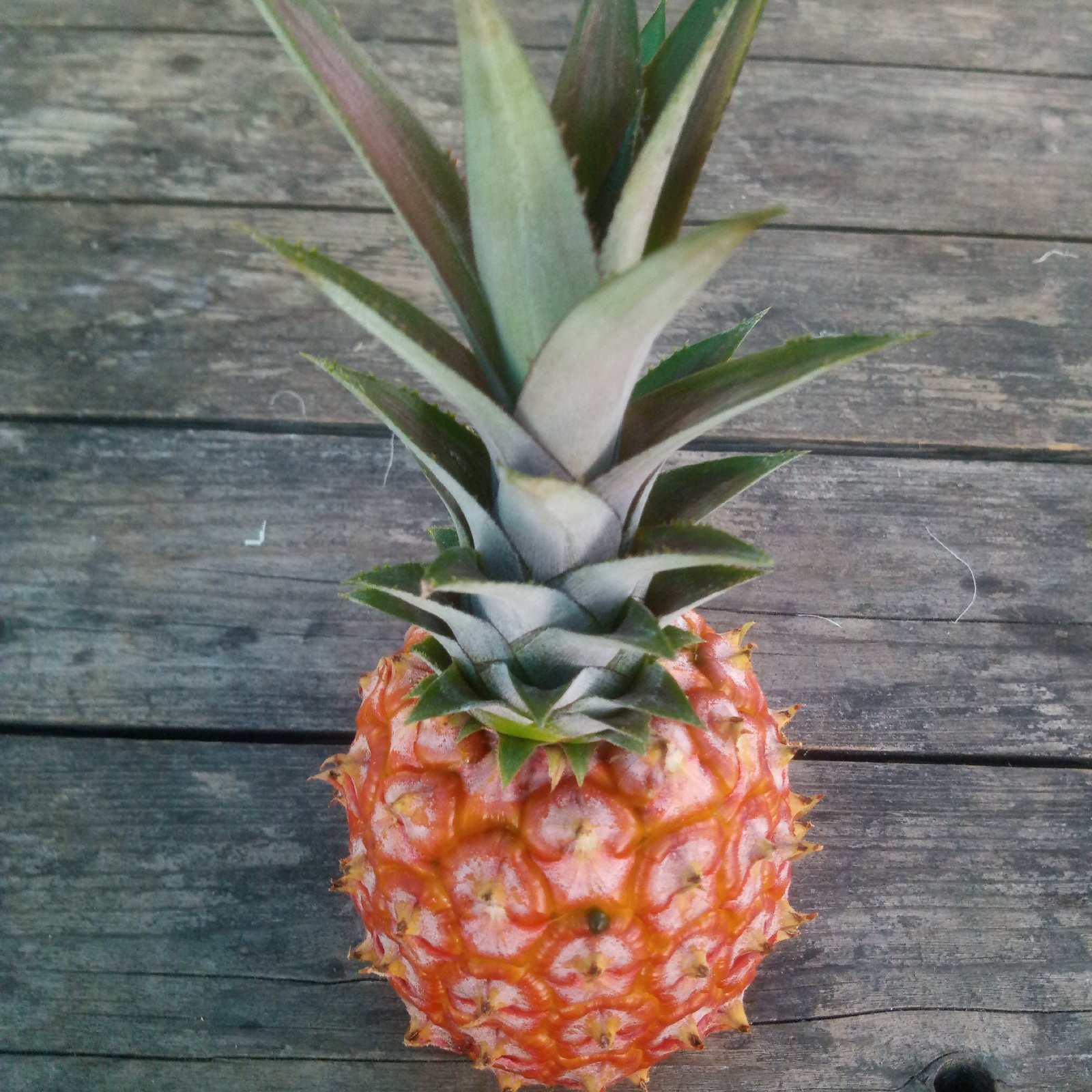 【ご自宅用】ピーチパイン20キロ 倉敷奥田農園のピーチパイン | 果物/その他果物 産直アウル 農家から