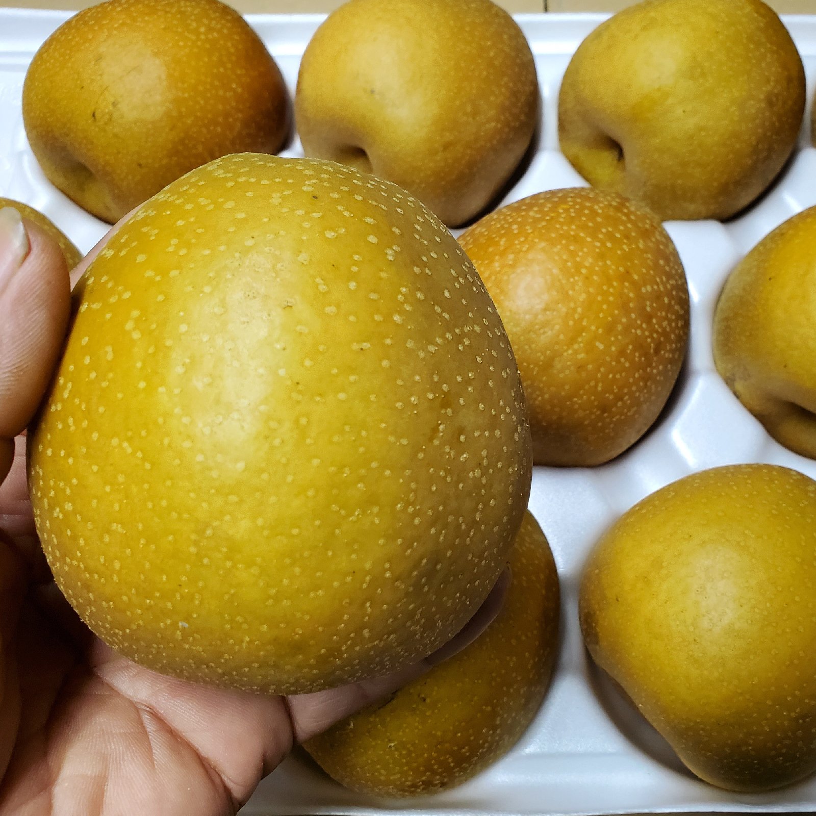 水分たっぷりでずっしり重い王秋梨🍐5キロ箱🍐 ｜ 果物/梨 産直アウル