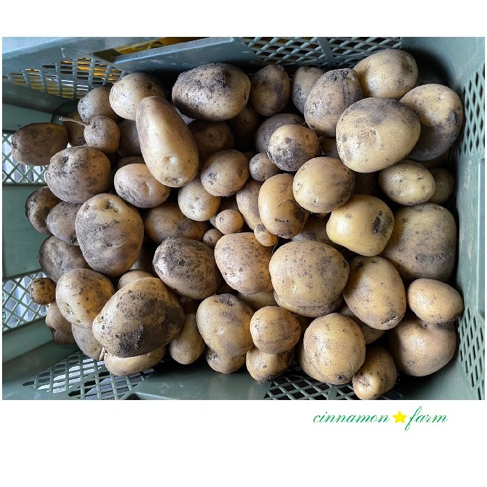 こころんのお店　長崎黄金　2kg ながさき黄金2キロ | 野菜/じゃがいも 産直アウル 農家から直接野菜