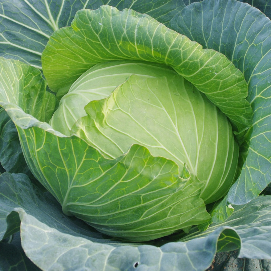 高知県産キャベツ ｜ 野菜/キャベツ 産直アウル 農家・漁師など生産者