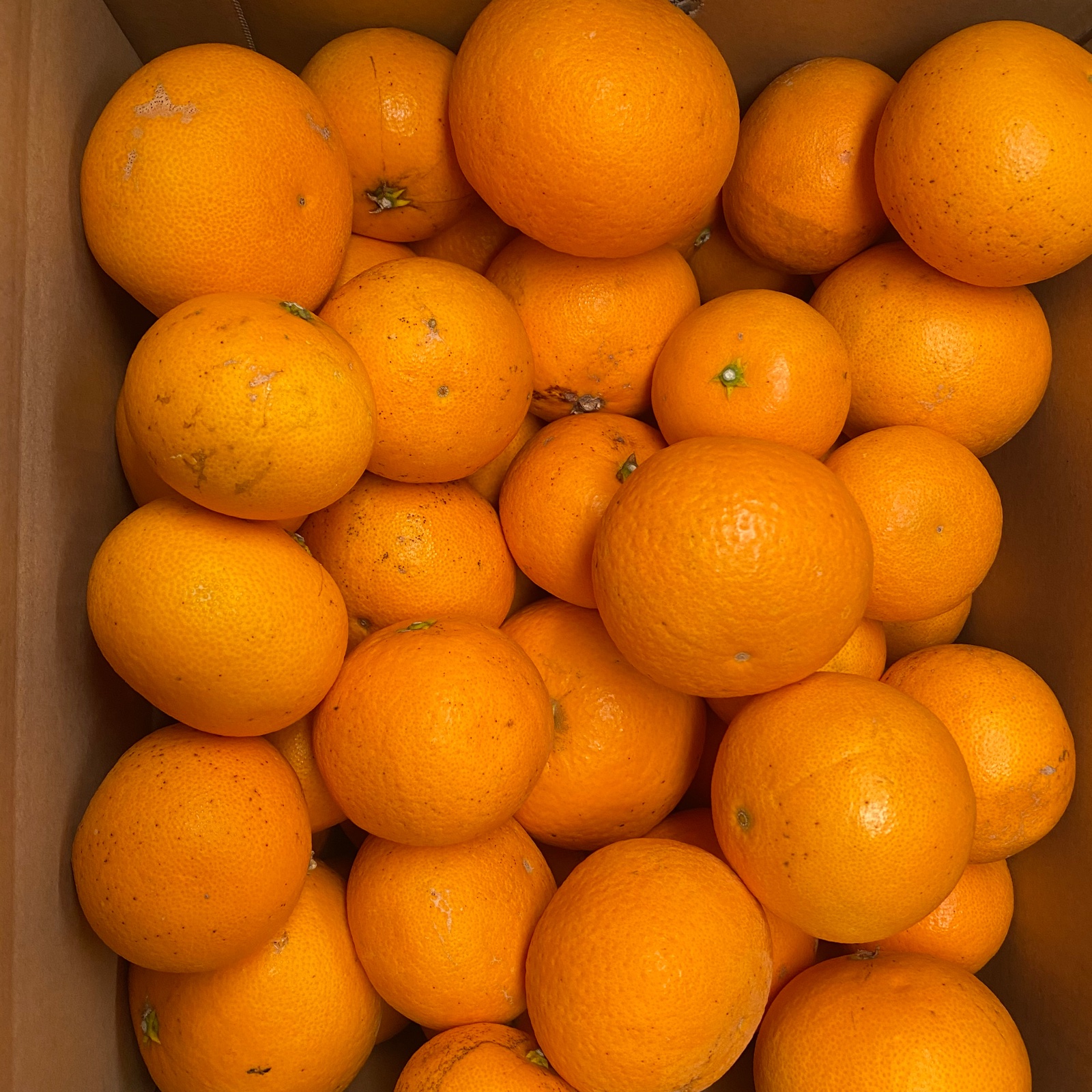 清美オレンジ 清見オレンジ(4kg) ｜ 果物/オレンジ・その他みかん 産直アウル 農家