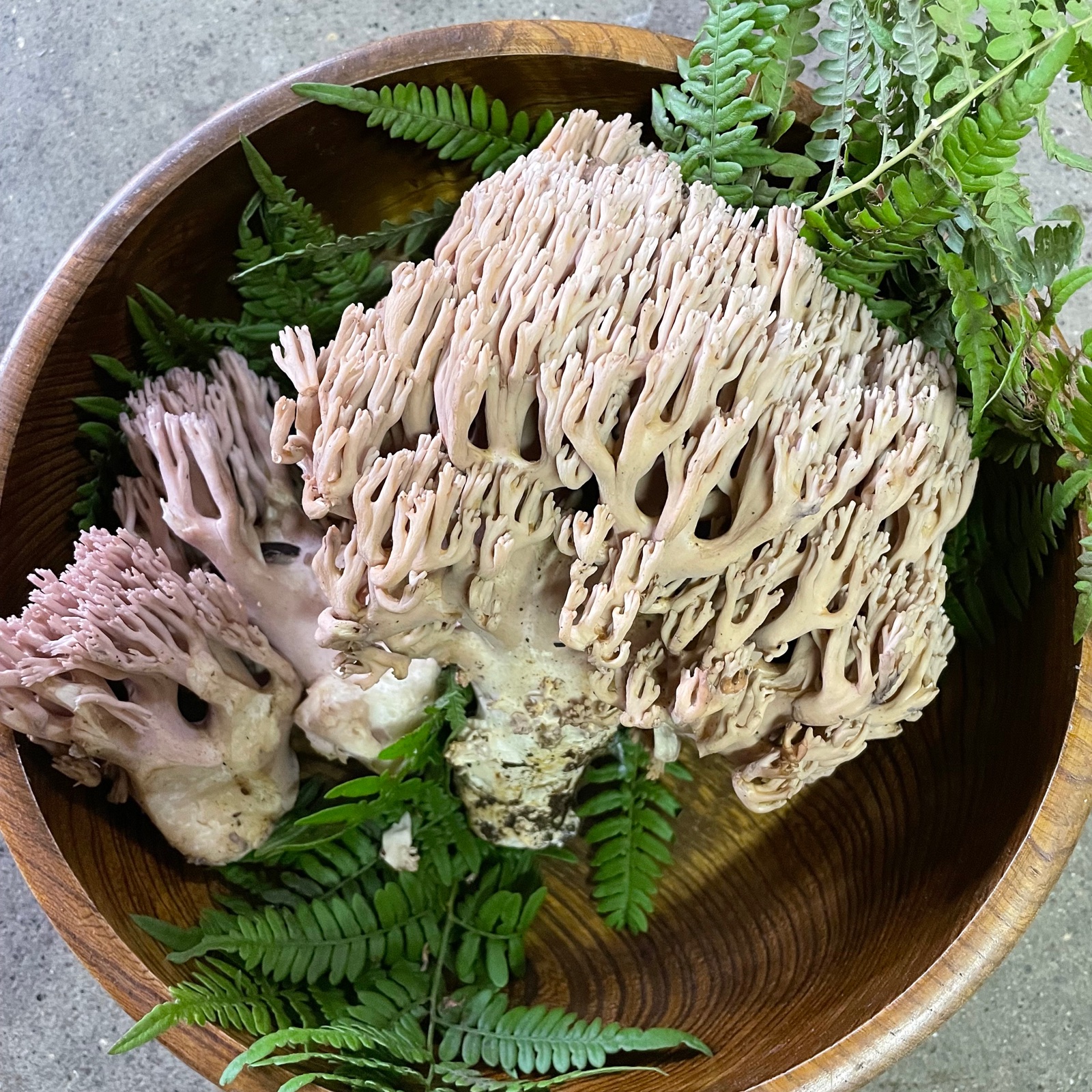 本日採れたて‼️薄紫ほうきだけ 500g ｜ 野菜/きのこ 産直アウル