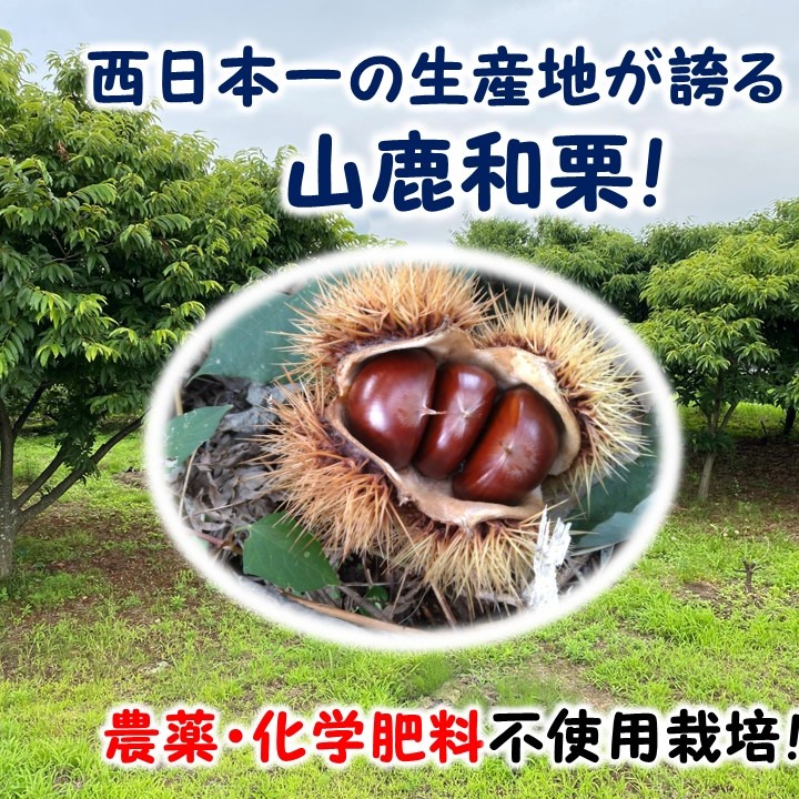 熊本県山鹿産 2025年分 収穫分　むき栗 食品 熊本県山鹿産 2025年分 収穫分 むき栗