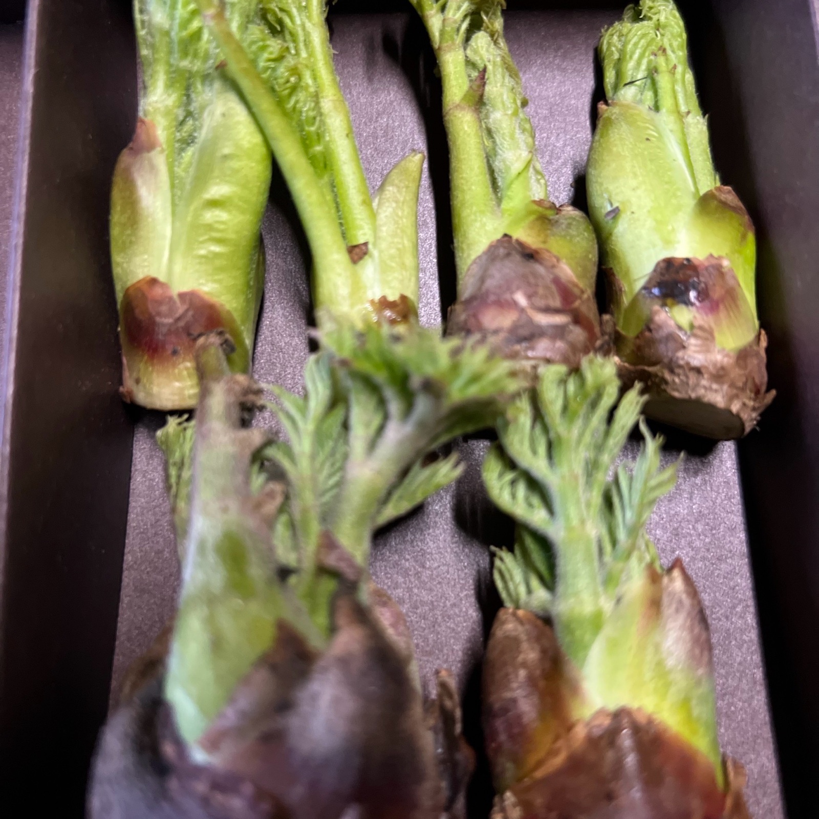 タラの芽 群馬県産 200g | 野菜/山菜 産直アウル 農家から直接野菜など