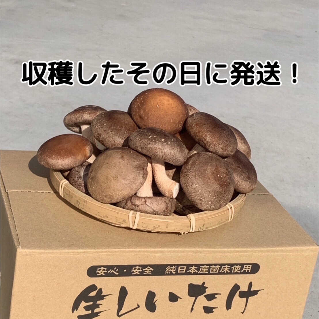 大容量】お得な生しいたけ1kg詰め合わせ 秀〜優 M/Lサイズ | 野菜