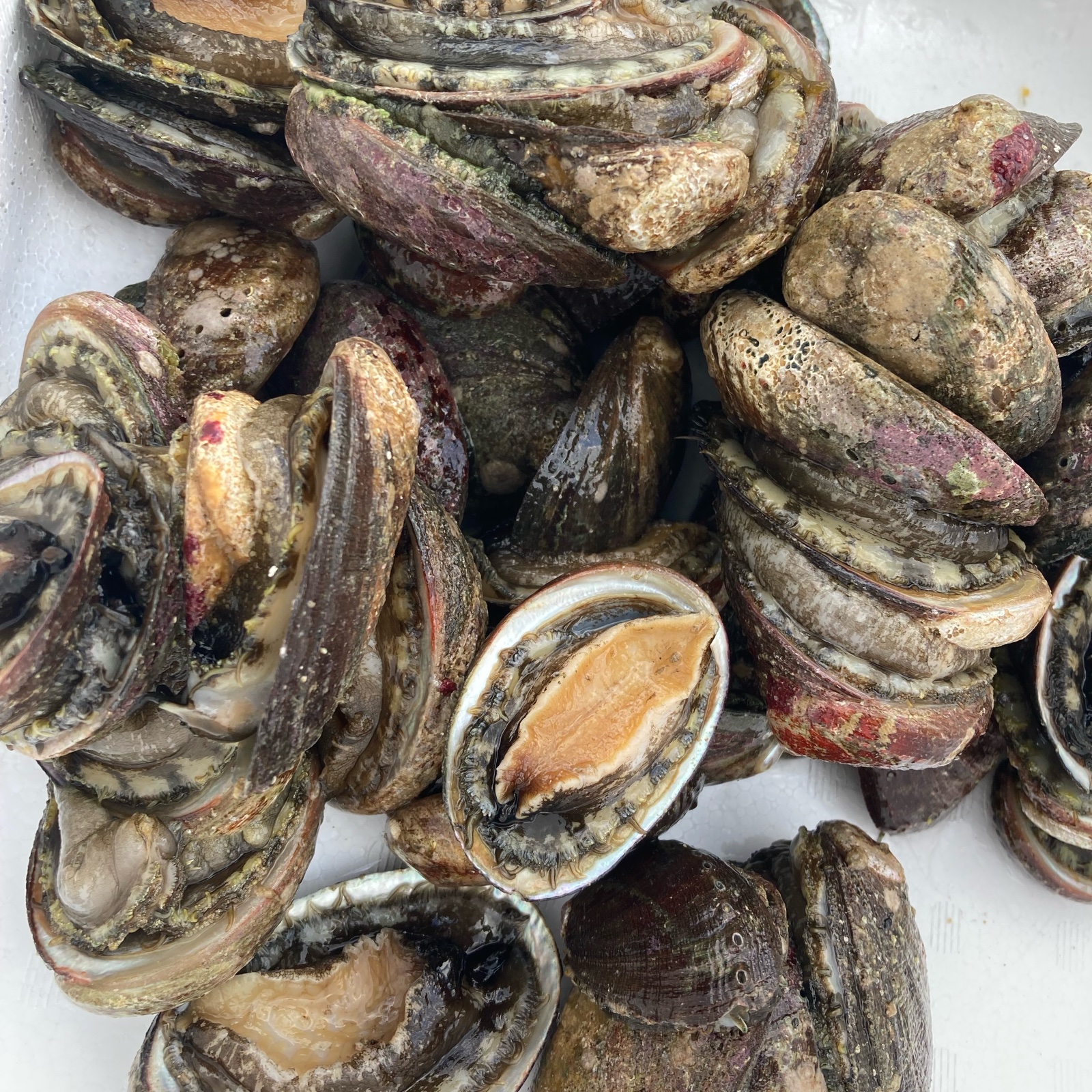 ４月２０日地元でとれたて ナガレコ 2キロ 新鮮！徳島産 トコブシ ながれこ 2キロ！ ｜ 魚介類/その他貝類 産直