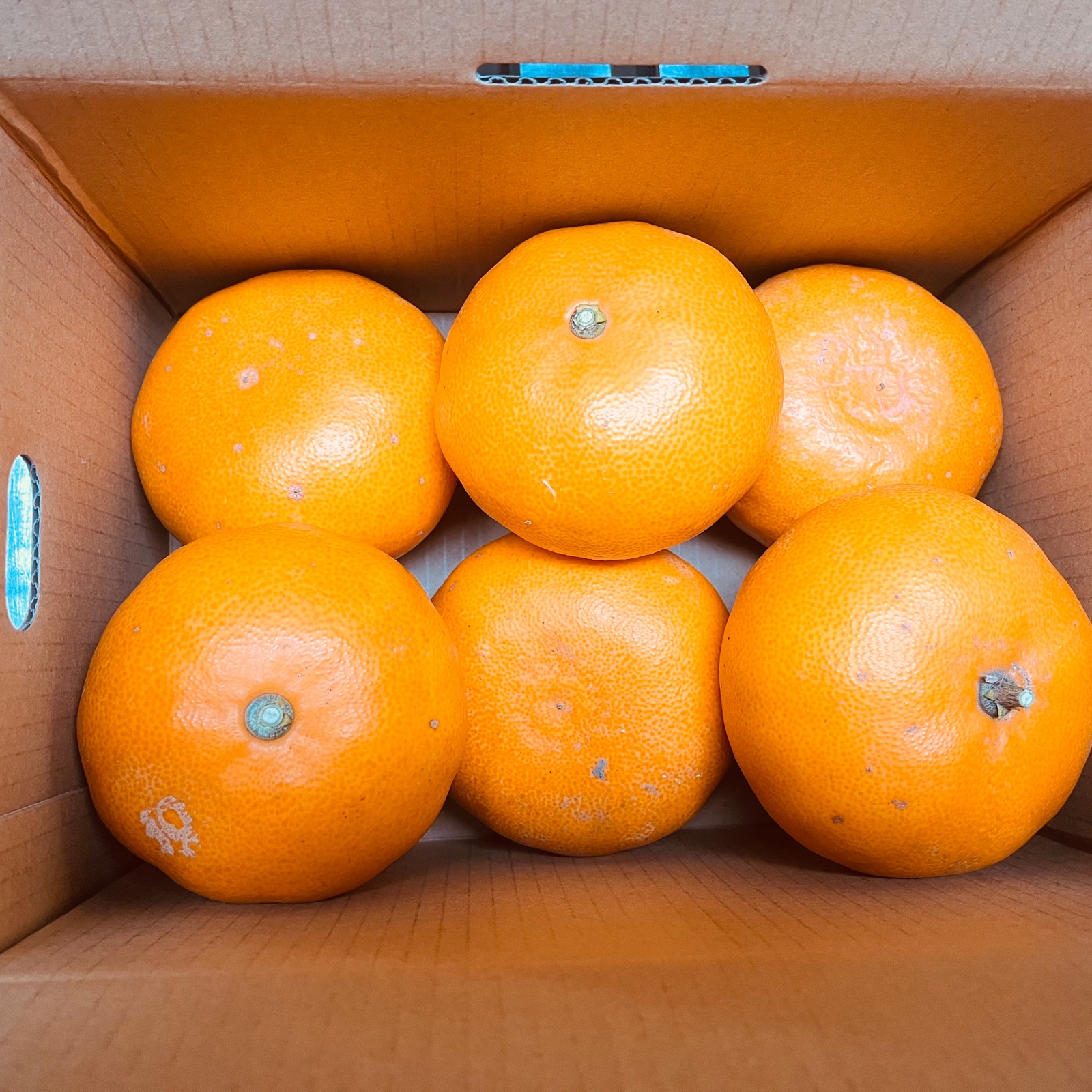 500g×7個/宝玉 宮崎県産 最上級 A品 高級手詰め 完熟きんかん たまたまエクセレント