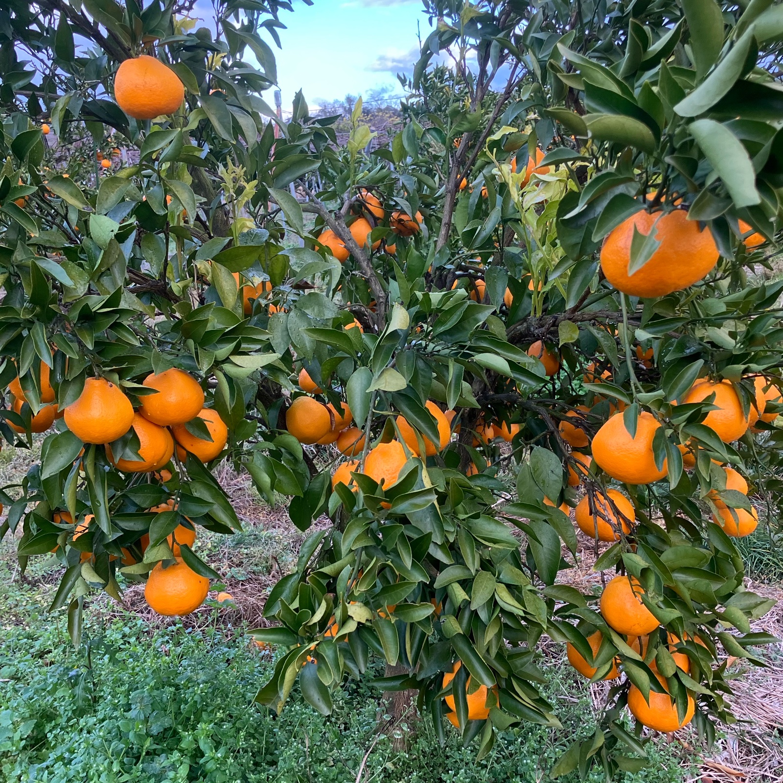 ギフト】 3L 約10kg 農家直送 和歌山県産 濃厚みかん はるみ | 果物