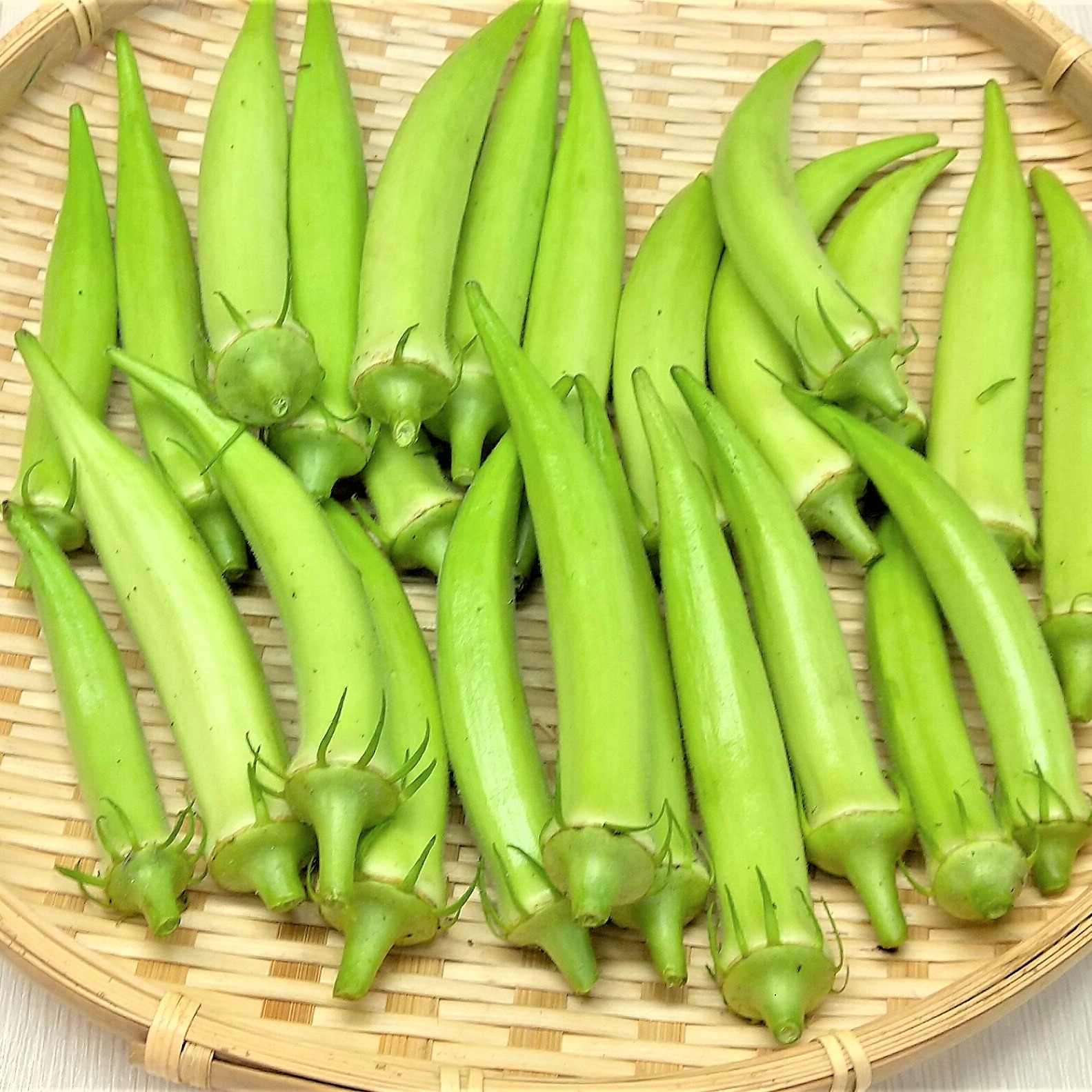 おすすめ商品】山口県伝統野菜「白オクラ」 栽培期間中農薬不使用