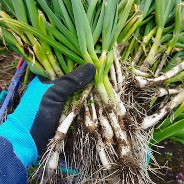 【当日収穫】採れたて新鮮！葉ニンニク 5kg 無農薬 葉ニンニク 5束/約500g ｜ 野菜/その他野菜 産直アウル 農家