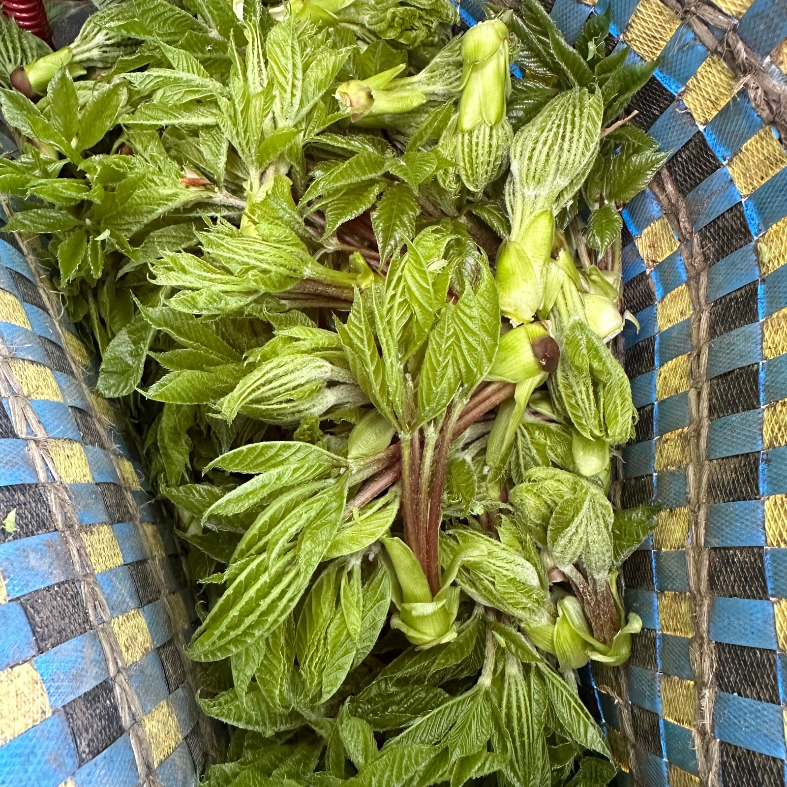 天然こしあぶら 200グラム ｜ 野菜/山菜 産直アウル 農家・漁師など