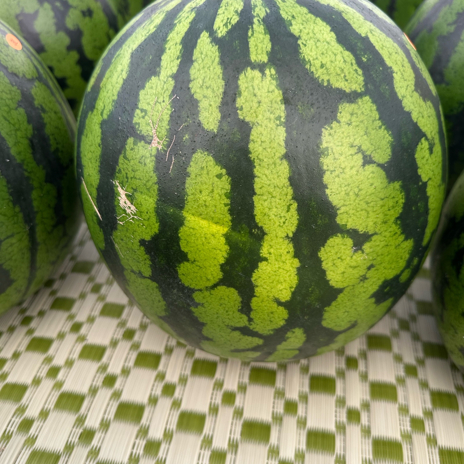 あきた夏丸 大玉すいか ご家庭用 ｜ 果物/スイカ 産直アウル 農家