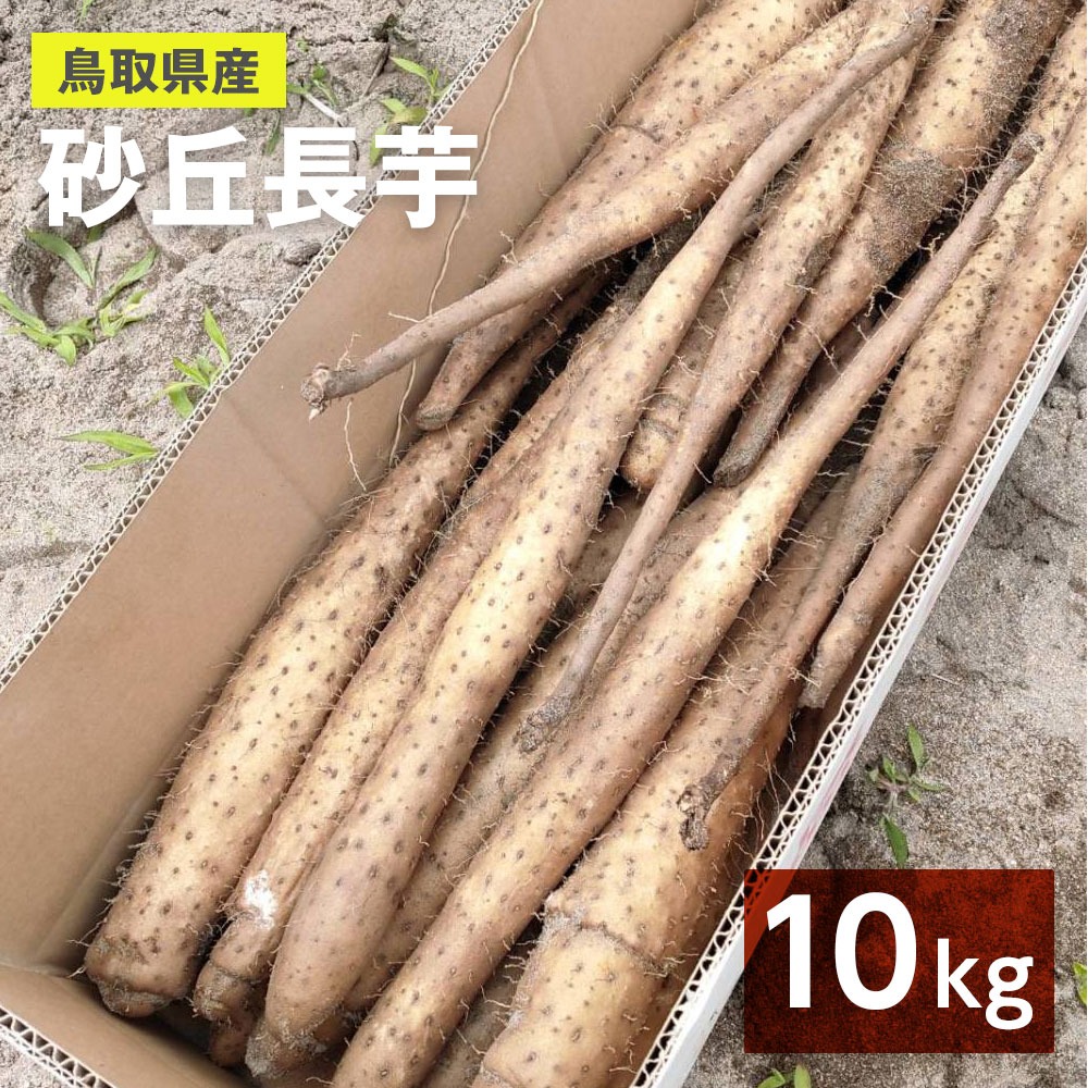 【家庭用】砂丘ながいも 長芋 とりたて 10kg程度 とろろ ねばり 山芋 | 野菜/長いも・山いも 産直アウル  農家から直接野菜などの食材を購入できる産地直送の宅配通販サイト