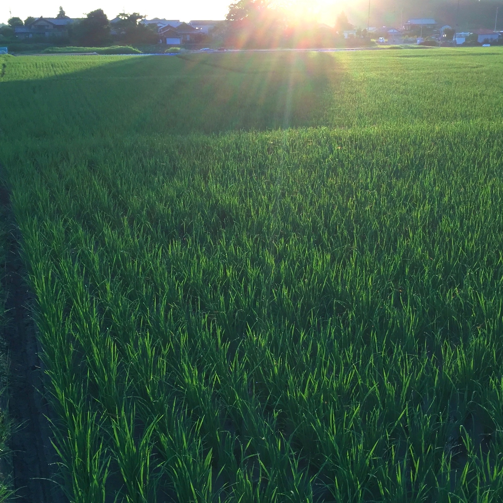 愛媛県西条産 にこまる 玄米 10キロ ｜ 米・穀物/玄米 産直アウル 農家