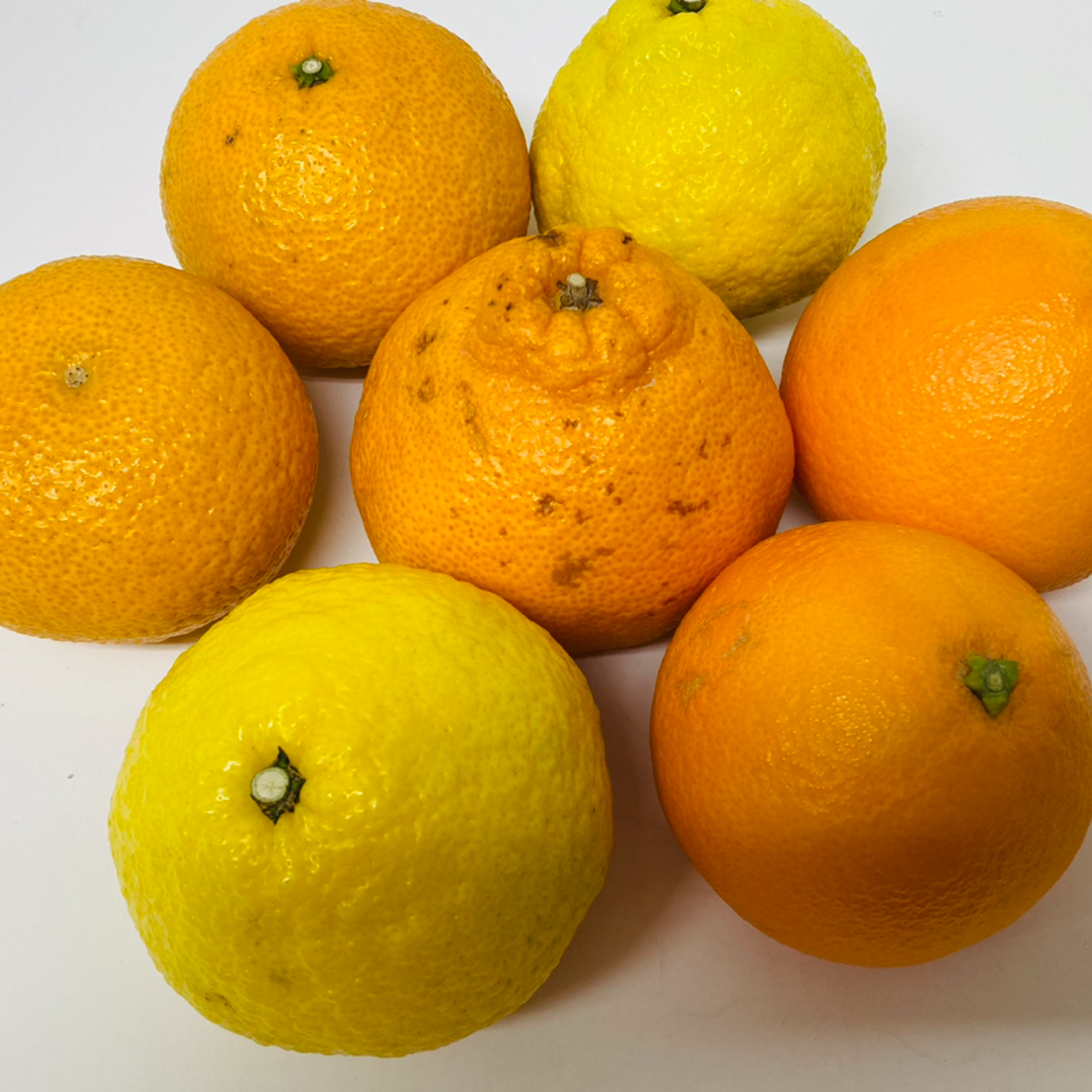 訳あり限定セット】熊本県産 柑橘類詰め合わせ2㎏セット 訳あり品 家庭