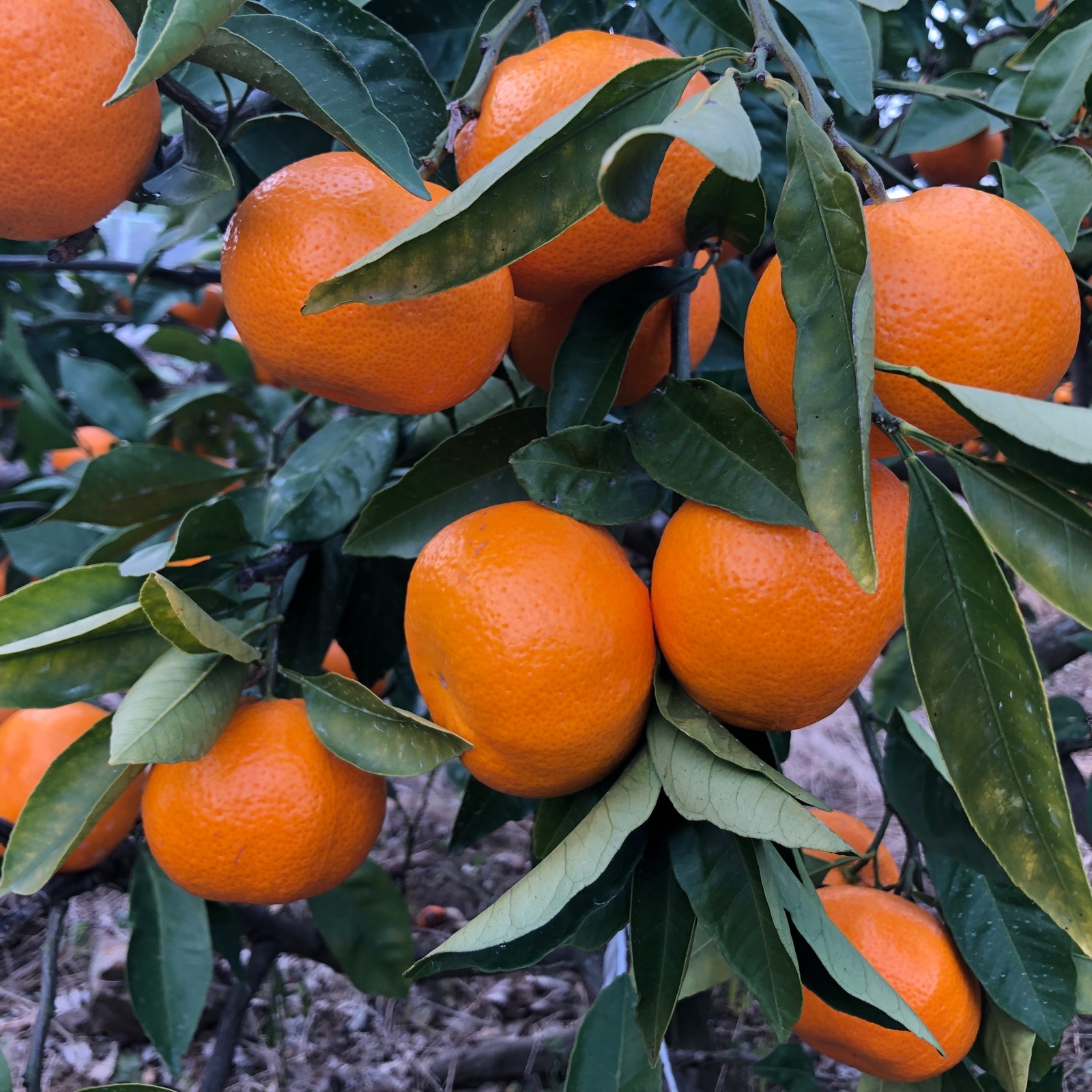 マルシオレンジFARM（マルシ農園）自慢の早生みかん🍊10kg Lサイズ
