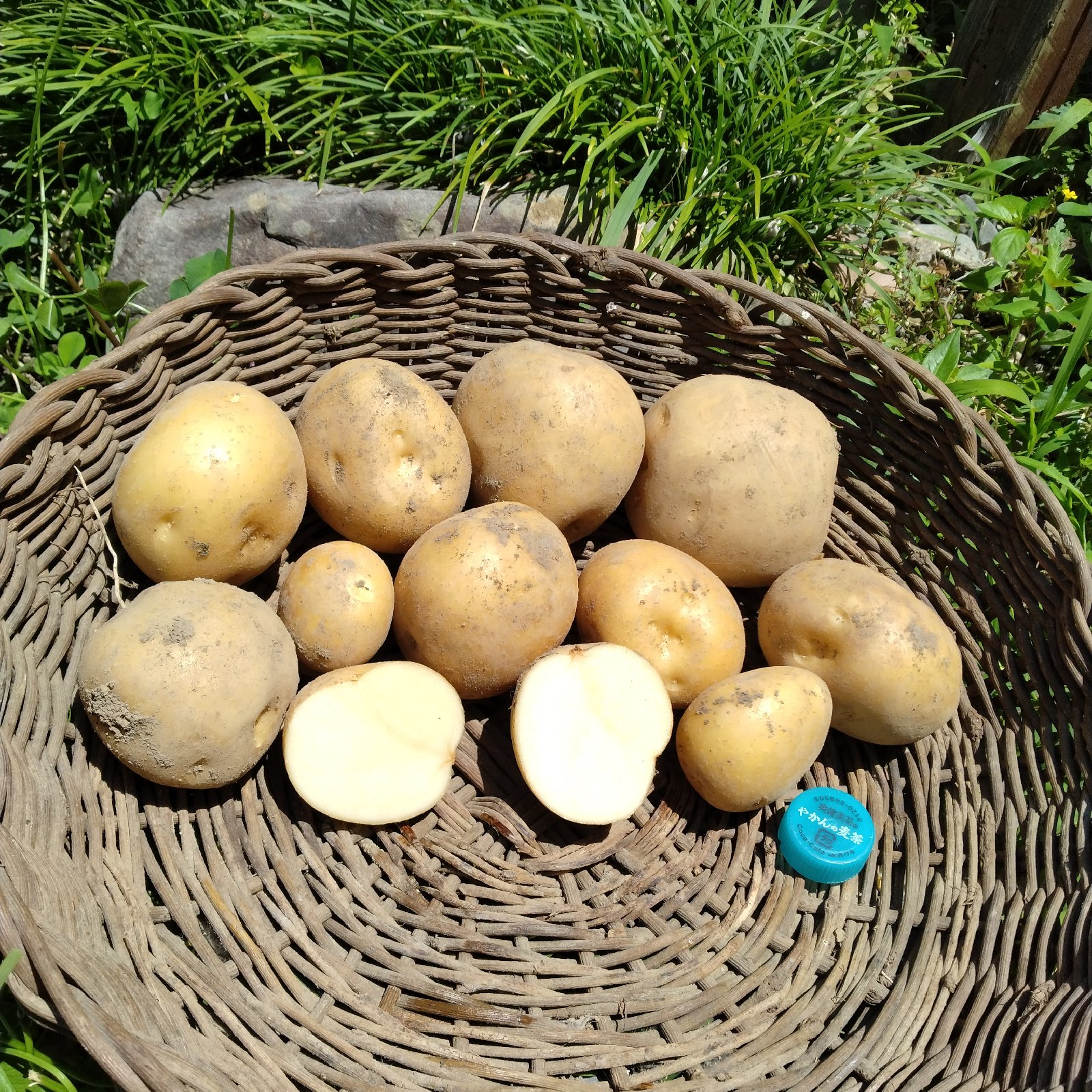 無農薬《じゃがいも きたかむい》 本州、四国、九州の方 ｜ 野菜