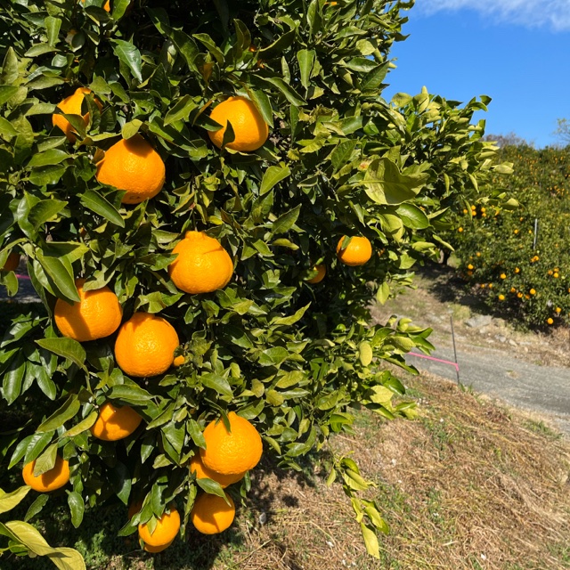 熊本県天草産 大玉不知火(肥の豊) 7玉入り ｜ 果物/オレンジ・その他