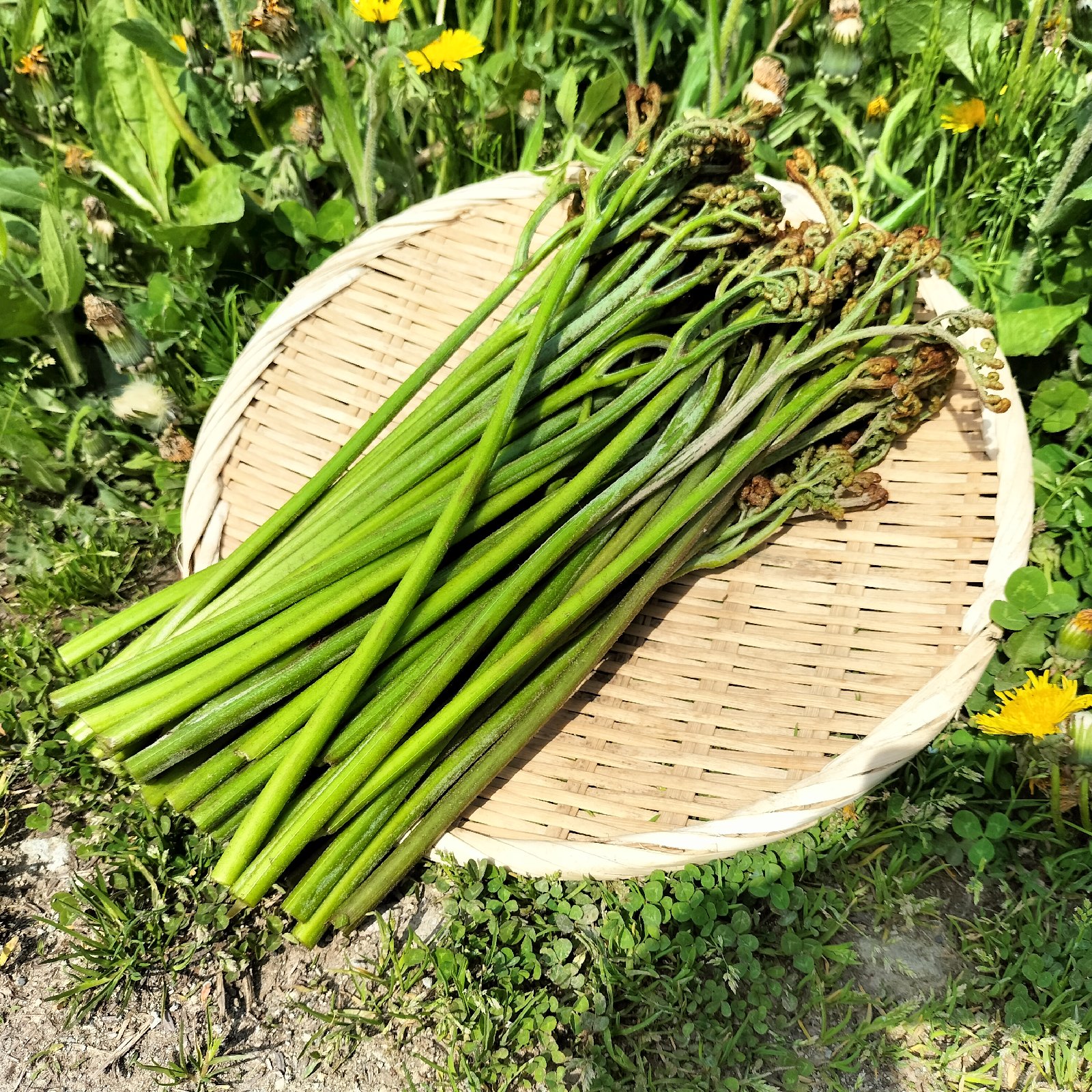 ぶるかわ様用　わらび5キロ 蕨　山菜　産地直送野菜 楽天市場】山形県産 山菜 天然わらび 蕨 生ワラビ 生わらび 5kg