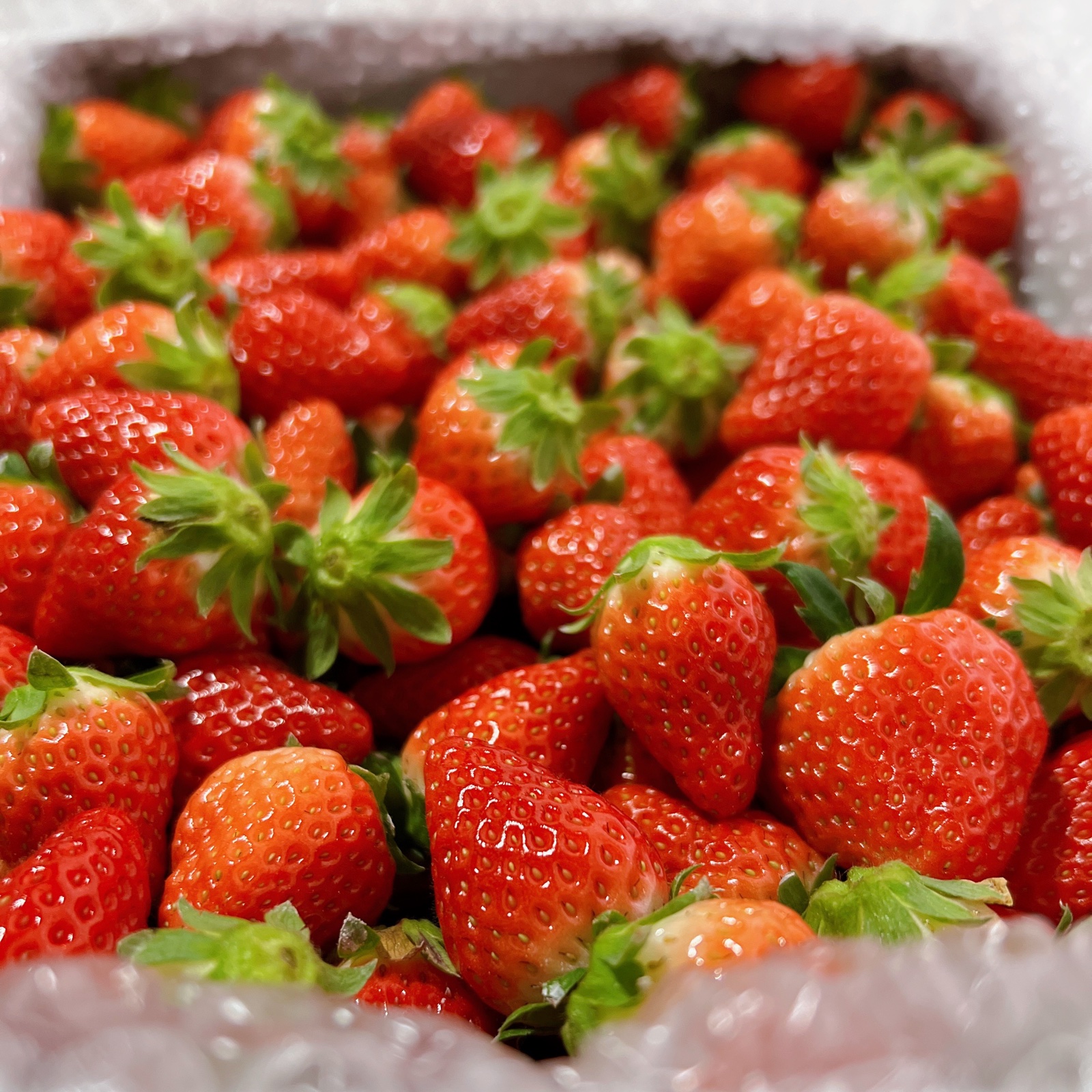 小粒いちご2kg(2kg×1箱) | 果物/いちご 産直アウル 農家から直接野菜