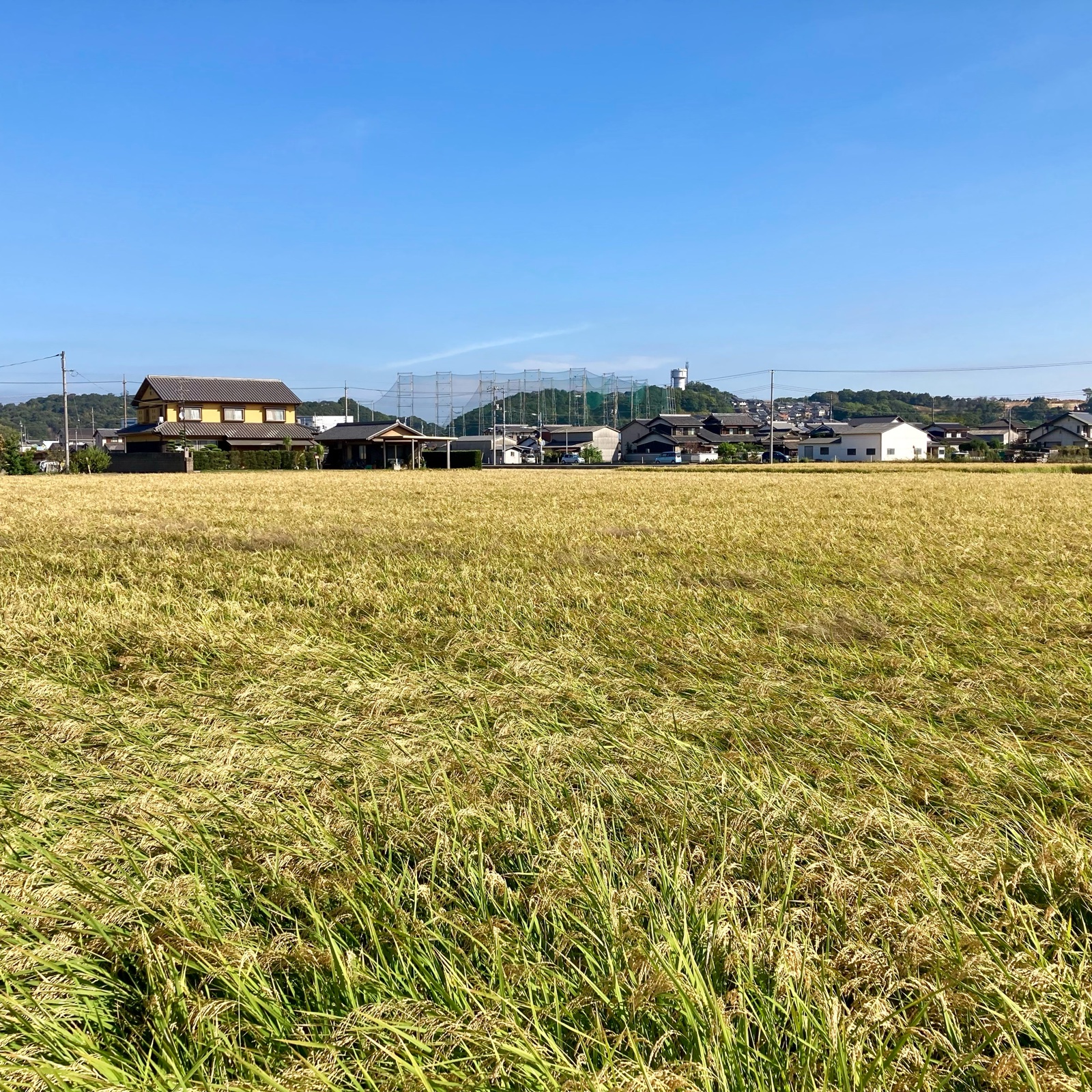 令和7年岡山県産 アケボノ玄米20キロ | 米・穀物/玄米 産直アウル 農家