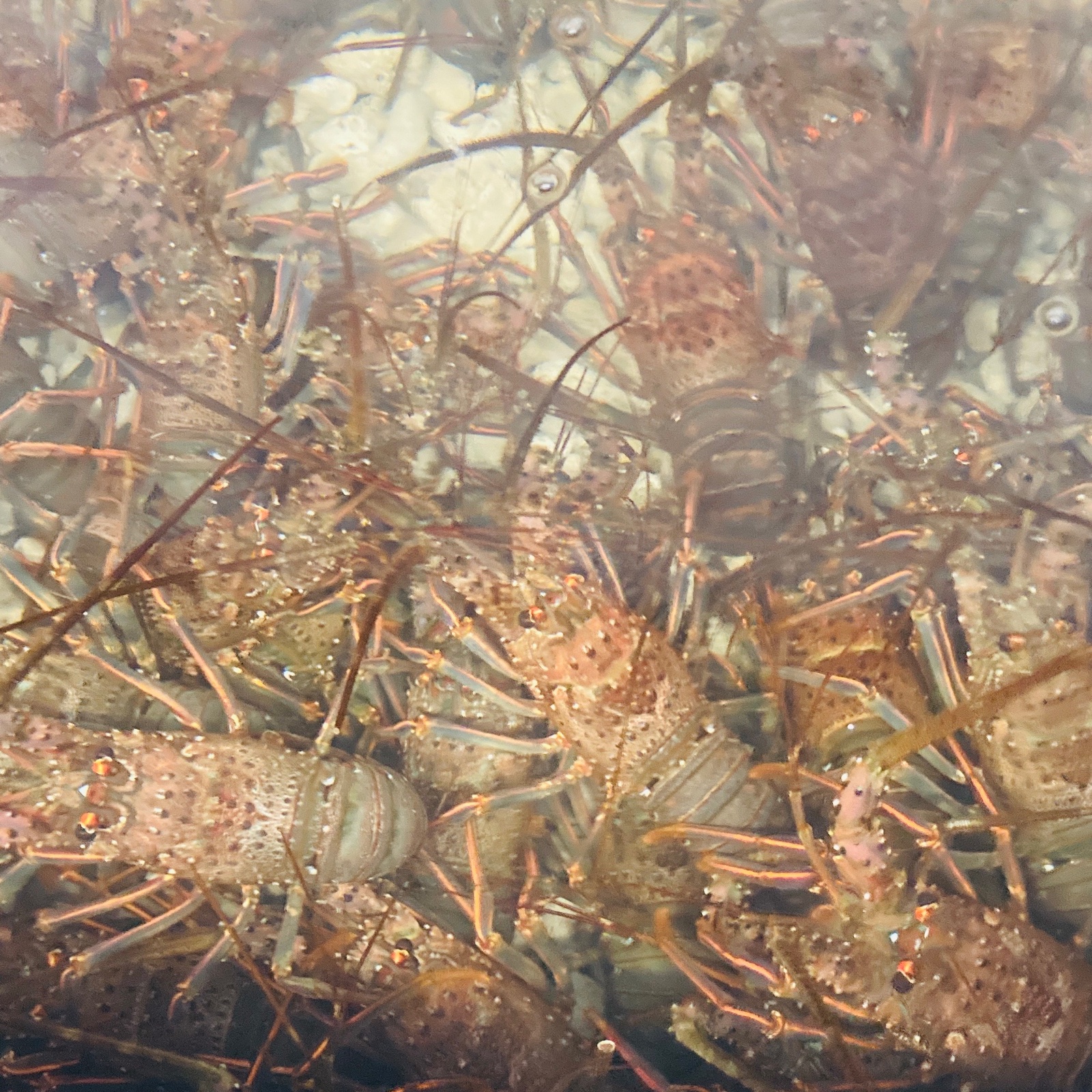 千葉県産 訳あり活伊勢海老 小4キロ ｜ 魚介類/エビ 産直アウル 農家