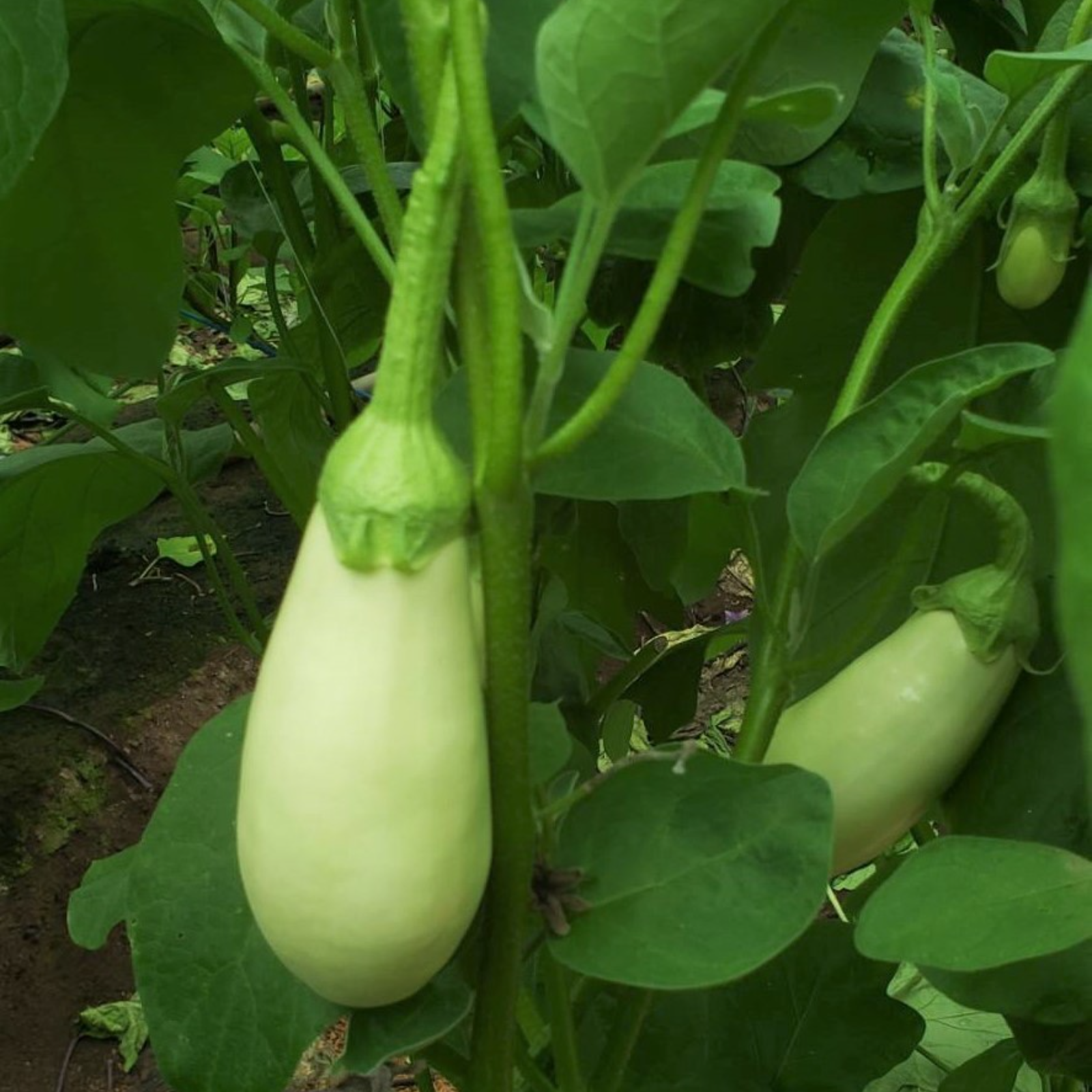 高知県産白なす 6本セット(約1㎏) | 野菜/茄子 産直アウル 農家から